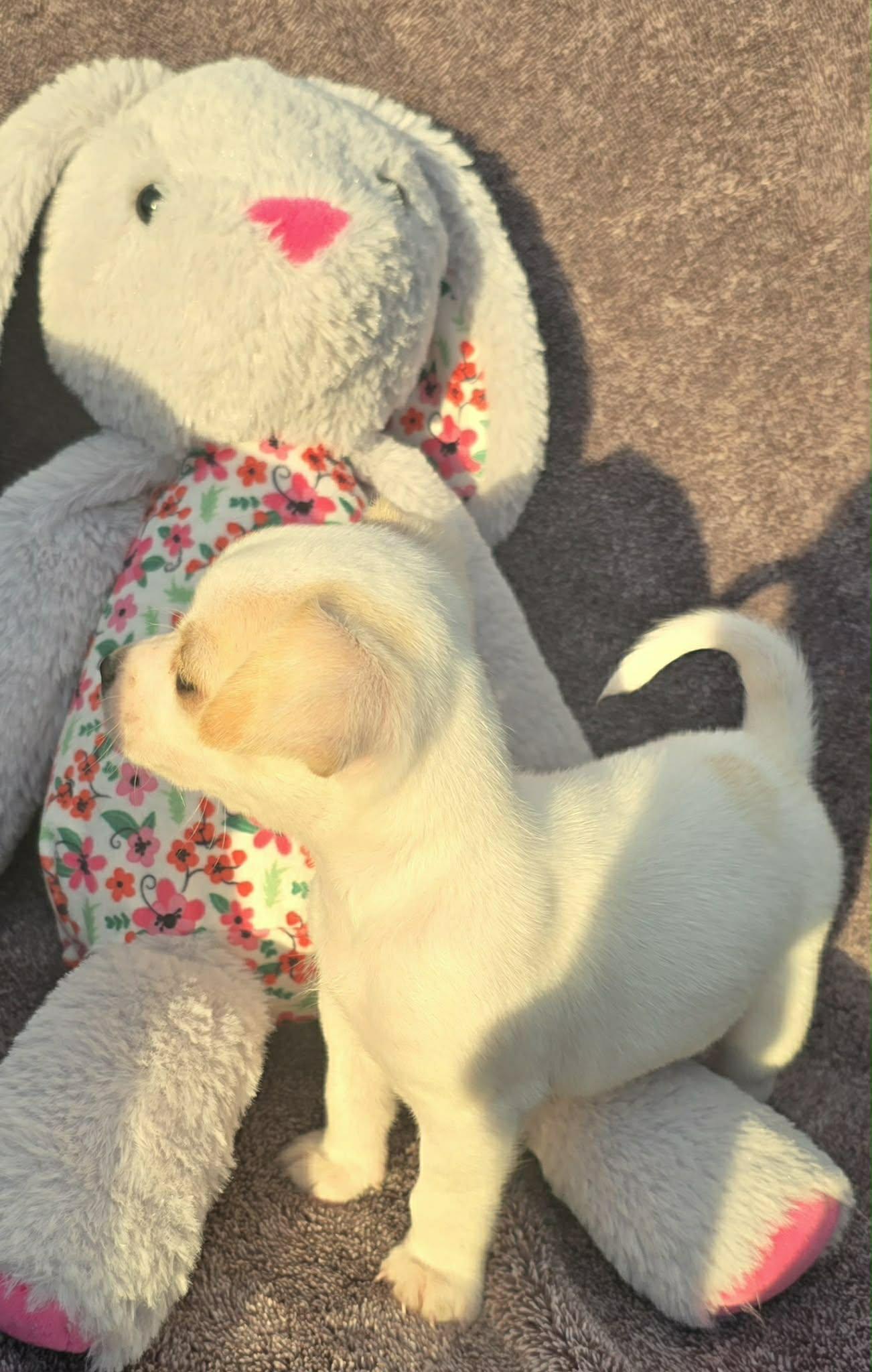 Enlarge Darla, an adopted mixed breed in Elkhorn, WI image 5/6