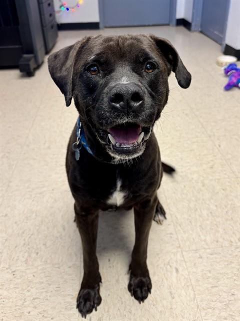 BUBBA, Adoptable, Adult Male Labrador Retriever & Mixed Breed.