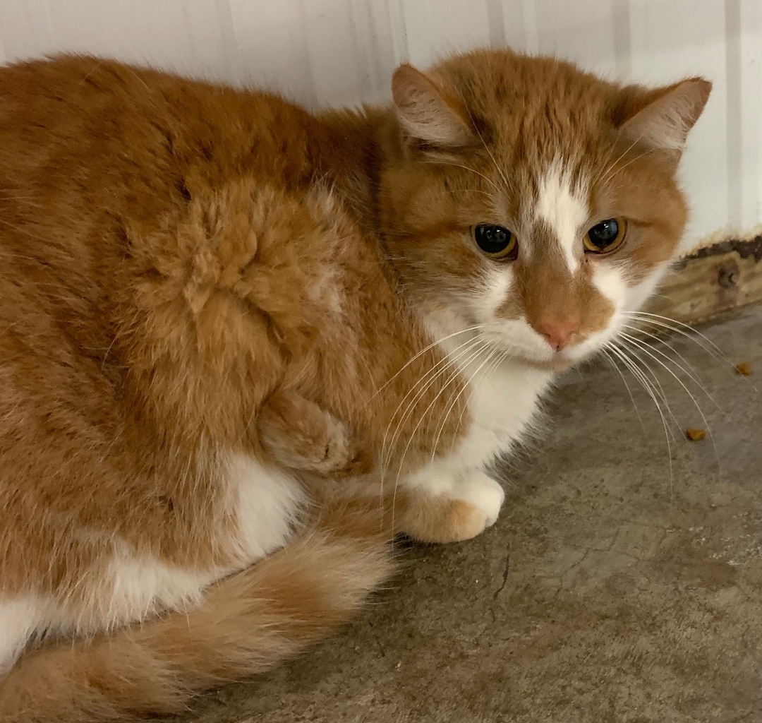 Discount mr b the cat Free Shipping