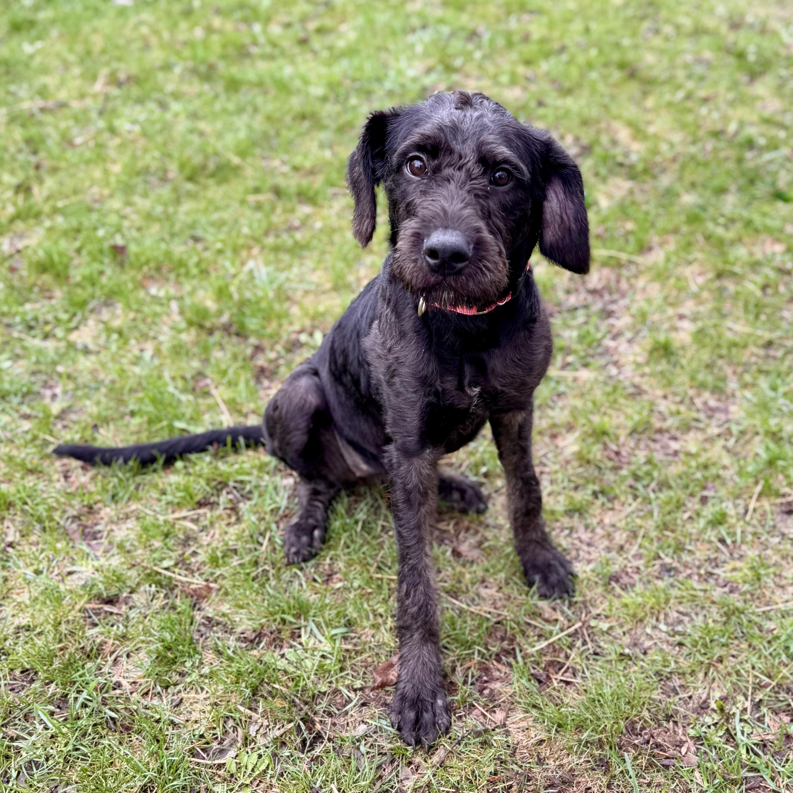 Enlarge Lindsay, an adopted Standard Poodle in Midland, MI image 3/3