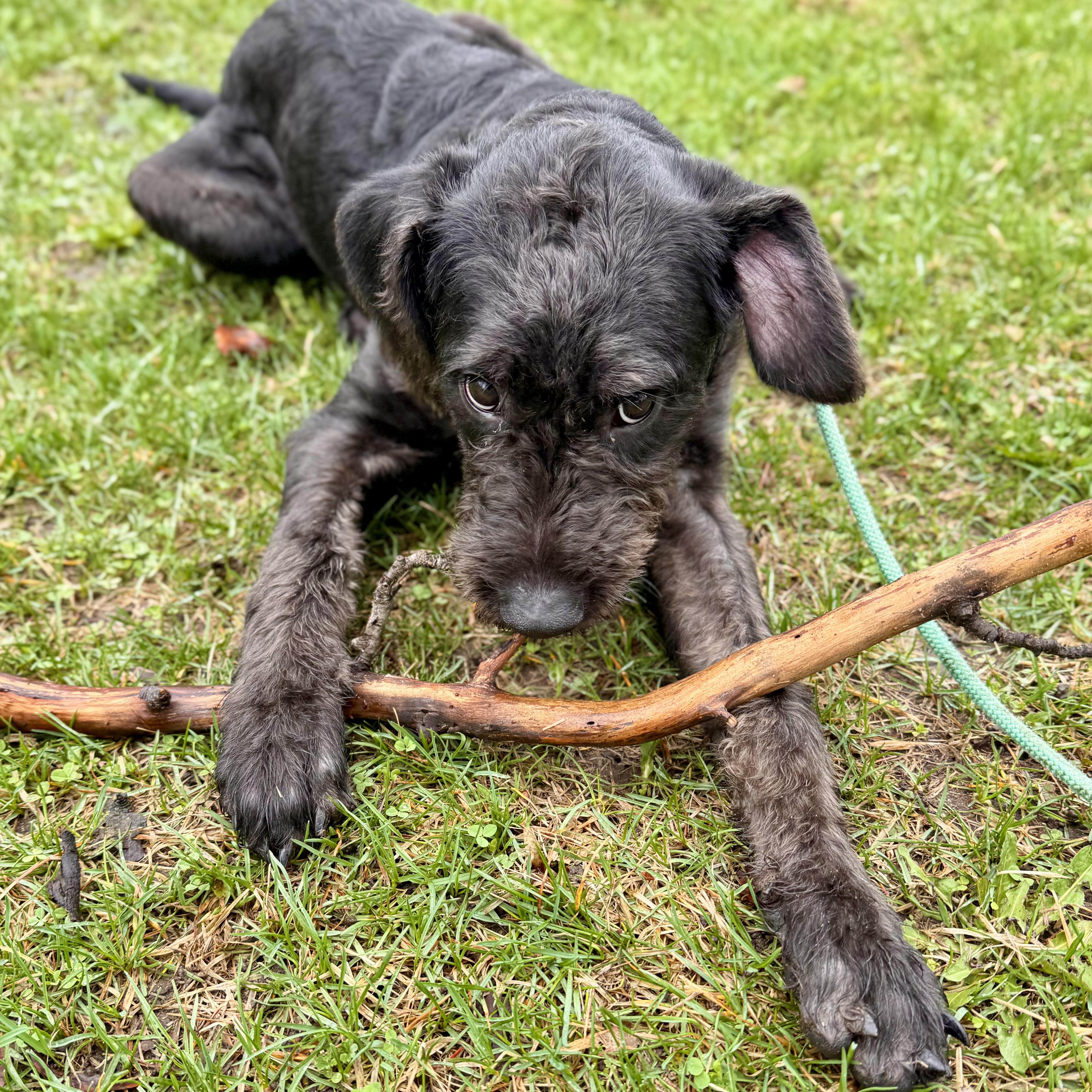 Enlarge Lindsay, an adopted Standard Poodle in Midland, MI image 2/3