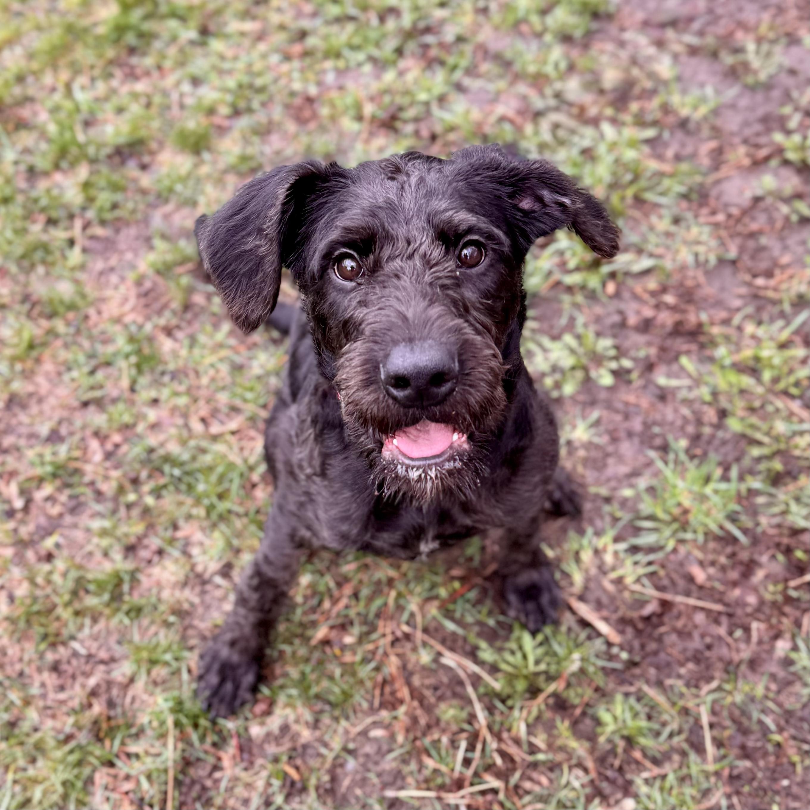 Enlarge Lindsay, an adopted Standard Poodle in Midland, MI image 1/3
