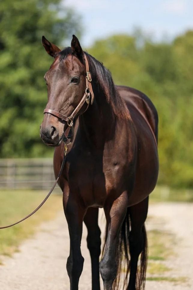 Emmy Lu Slew, a Adoptable Thoroughbred in Nicholasville, KY image 1/11