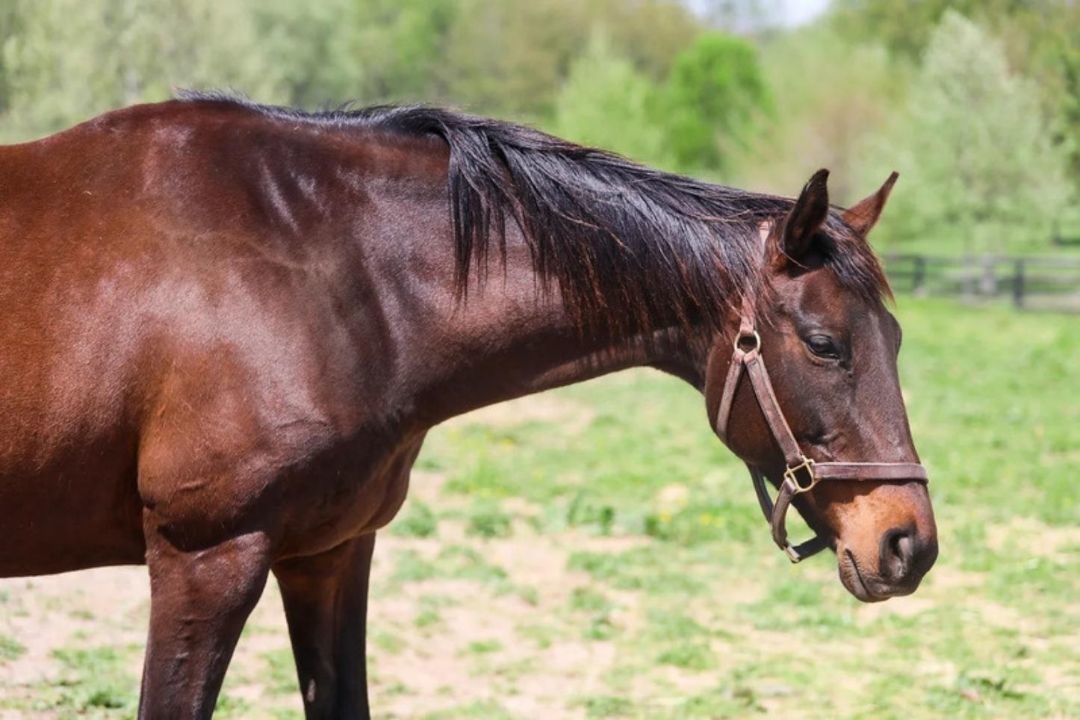 Enlarge Emmy Lu Slew, a Adoptable Thoroughbred in Nicholasville, KY image 10/11