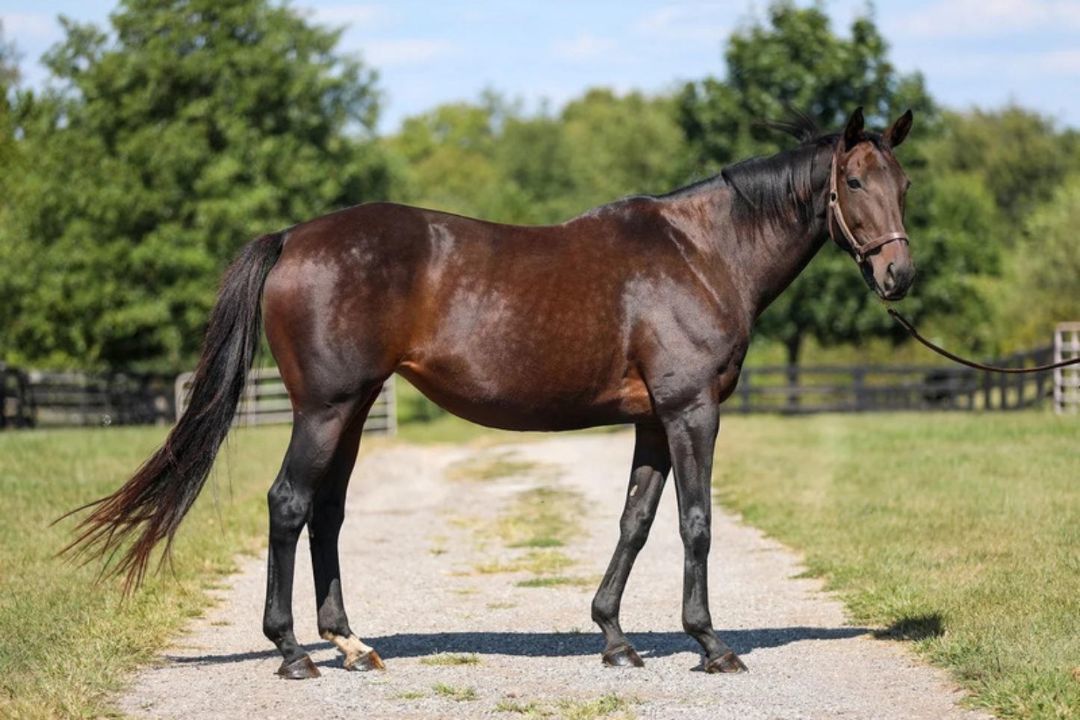 Enlarge Emmy Lu Slew, a Adoptable Thoroughbred in Nicholasville, KY image 9/11