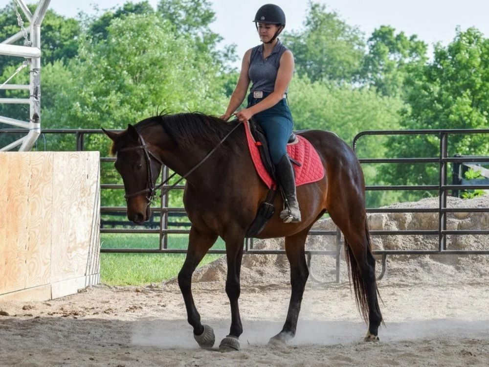 Enlarge Emmy Lu Slew, a Adoptable Thoroughbred in Nicholasville, KY image 11/11