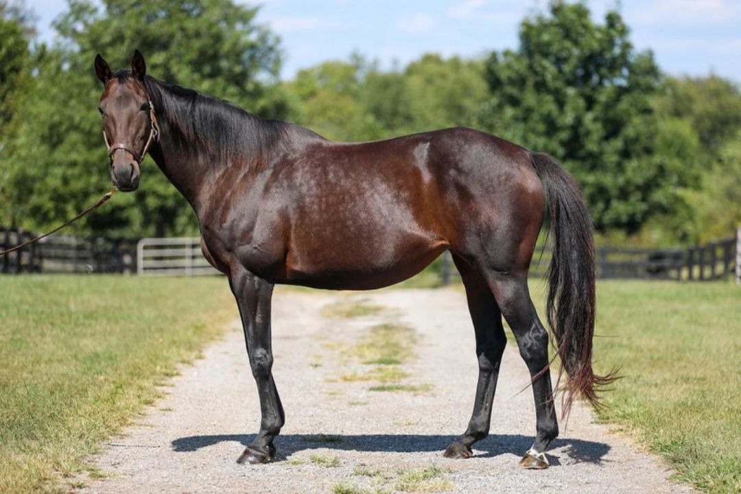 Enlarge Emmy Lu Slew, a Adoptable Thoroughbred in Nicholasville, KY image 8/11
