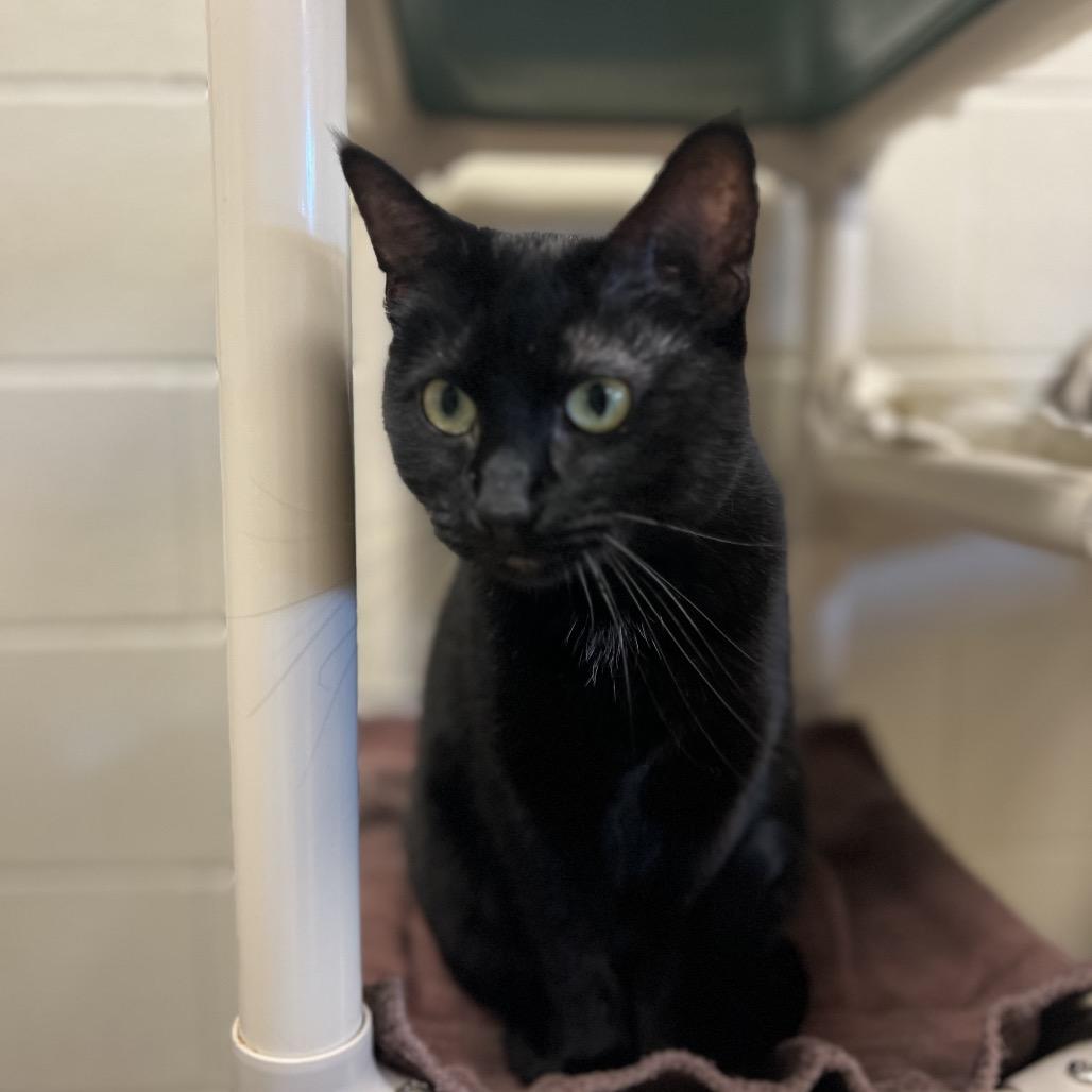 Enlarge Chippy Dippy: I'm in a Foster Home! Call to meet with me!, a Adoptable Domestic Short Hair in Bristol, IN image 1/4