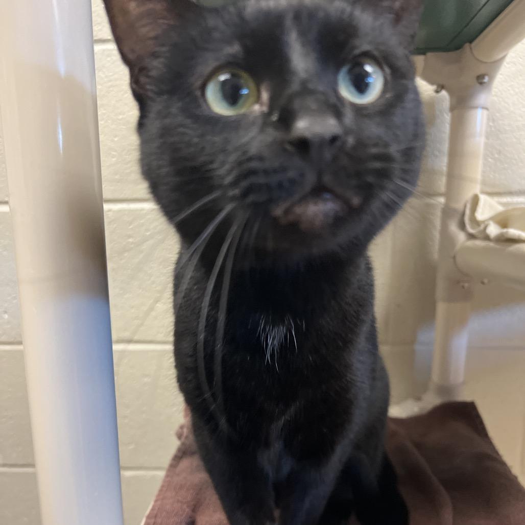 Enlarge Chippy Dippy: I'm in a Foster Home! Call to meet with me!, a Adoptable Domestic Short Hair in Bristol, IN image 2/4