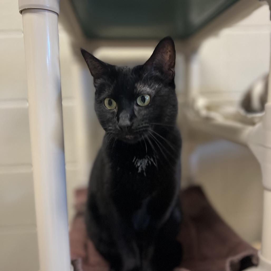Enlarge Chippy Dippy: I'm in a Foster Home! Call to meet with me!, a Adoptable Domestic Short Hair in Bristol, IN image 3/4