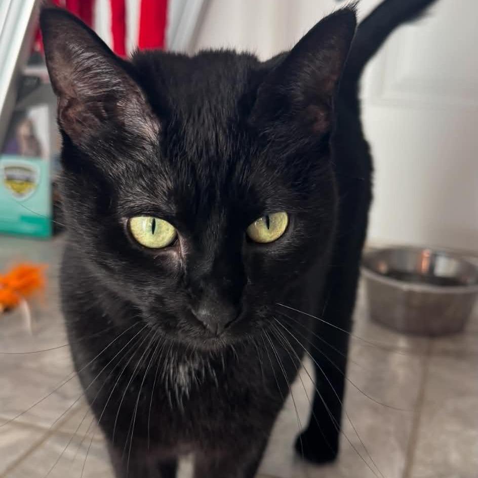 Enlarge Chippy Dippy: I'm in a Foster Home! Call to meet with me!, a Adoptable Domestic Short Hair in Bristol, IN image 4/4