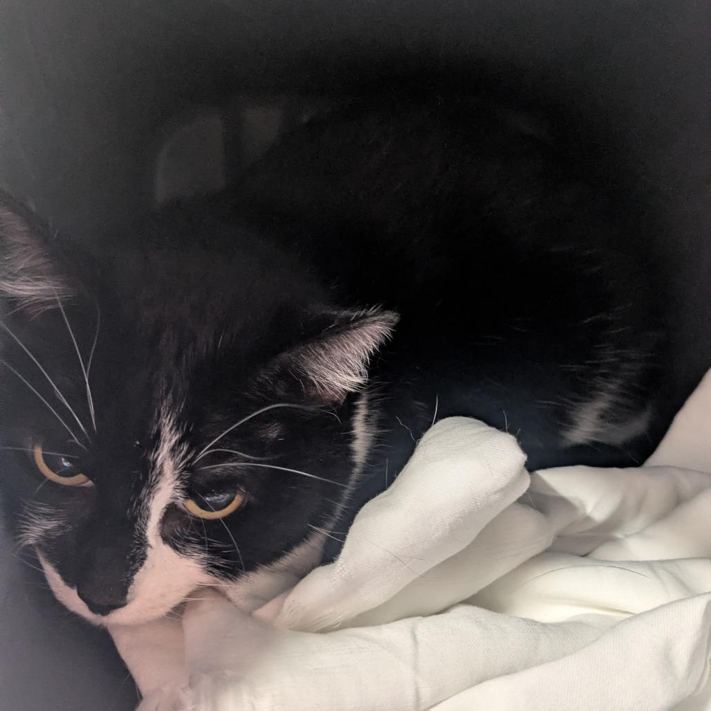 MooMoo, a Adoptable Domestic Short Hair in Manhattan, KS image 1/2