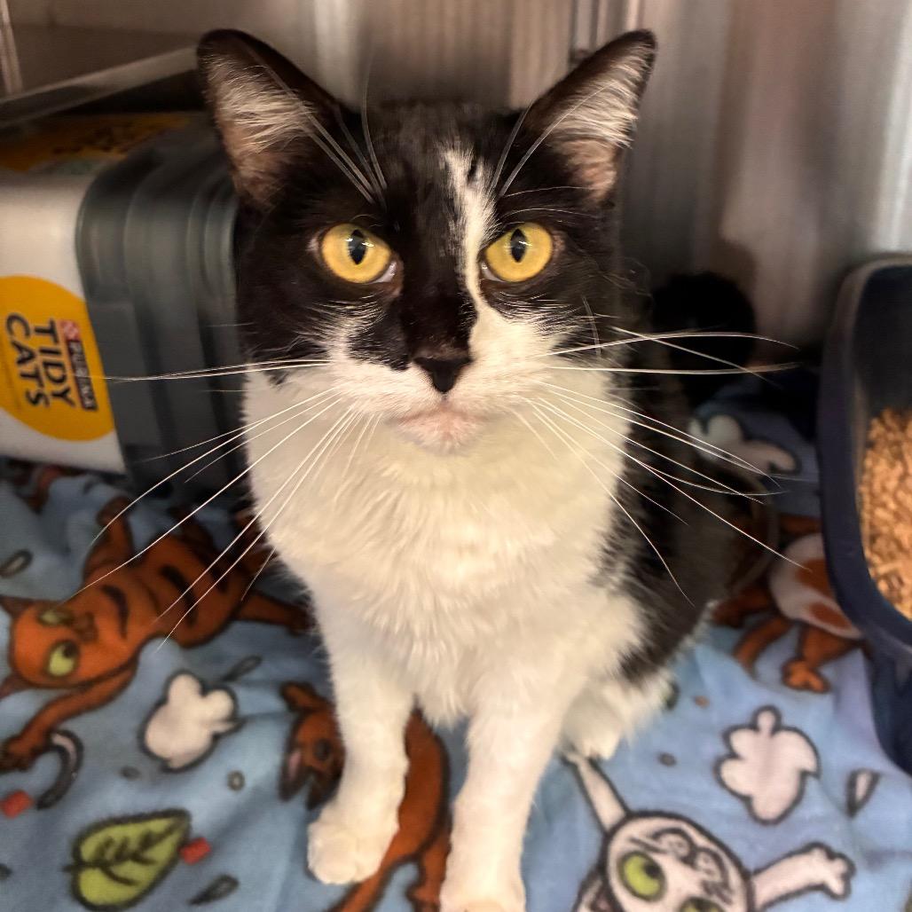 MooMoo, a Adoptable Domestic Short Hair in Manhattan, KS image 2/2