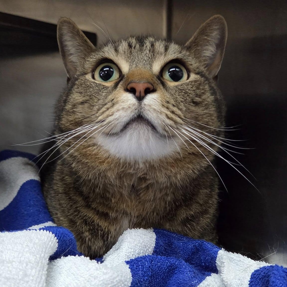 Puddles, Adult Male Tabby