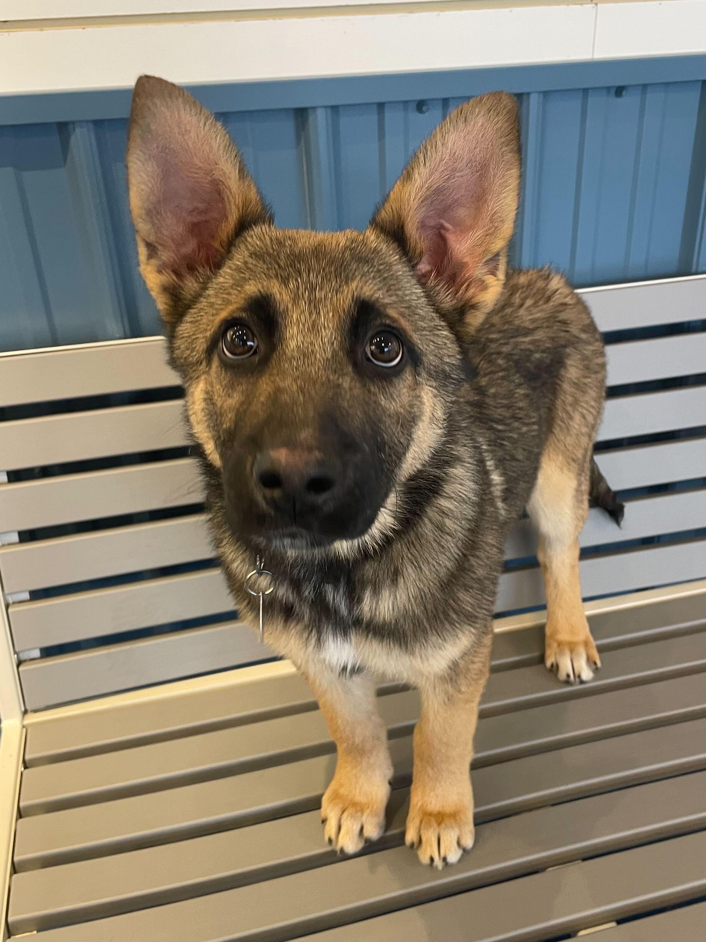Enlarge Clyde, an adopted mixed breed in Seattle, WA image 1/1