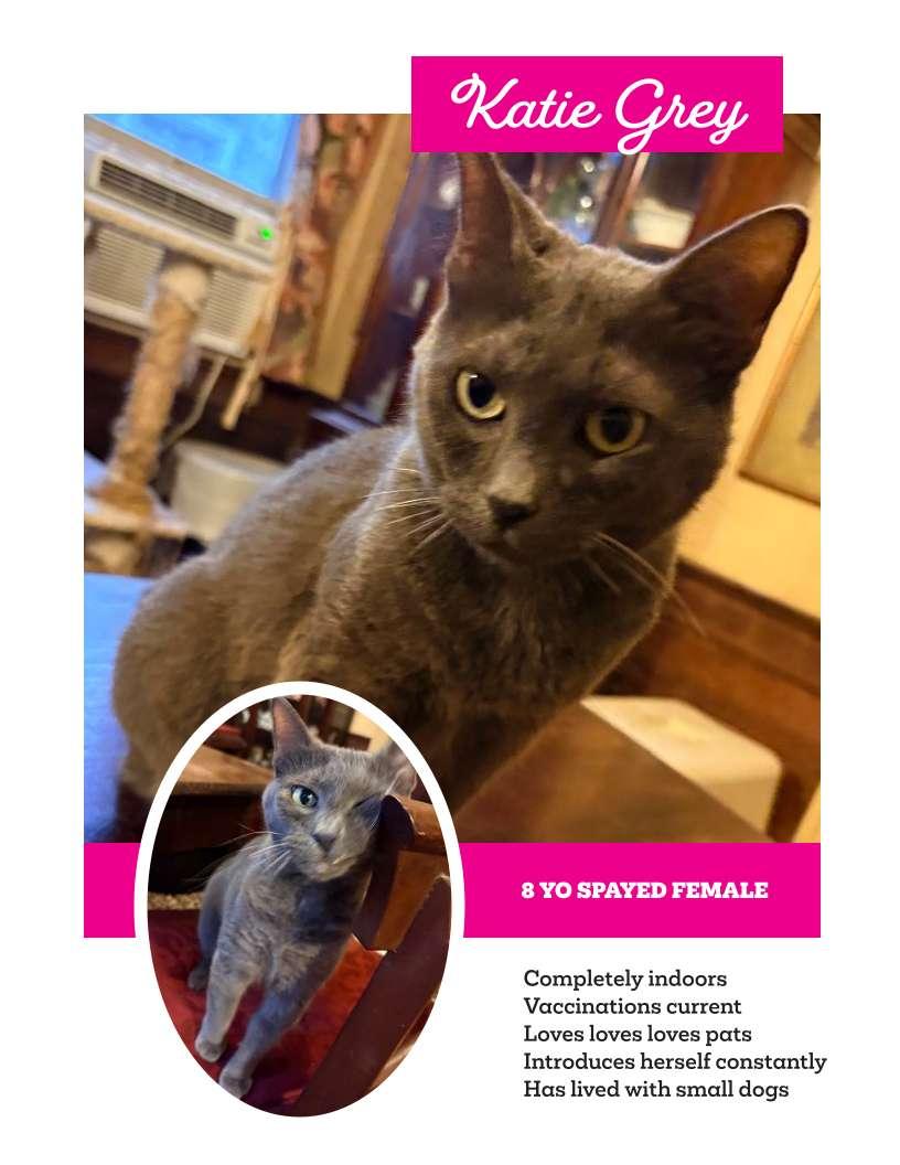 Katie--NEEDS A HOME, ADOPTABLE, Adult Female Domestic Short Hair.
