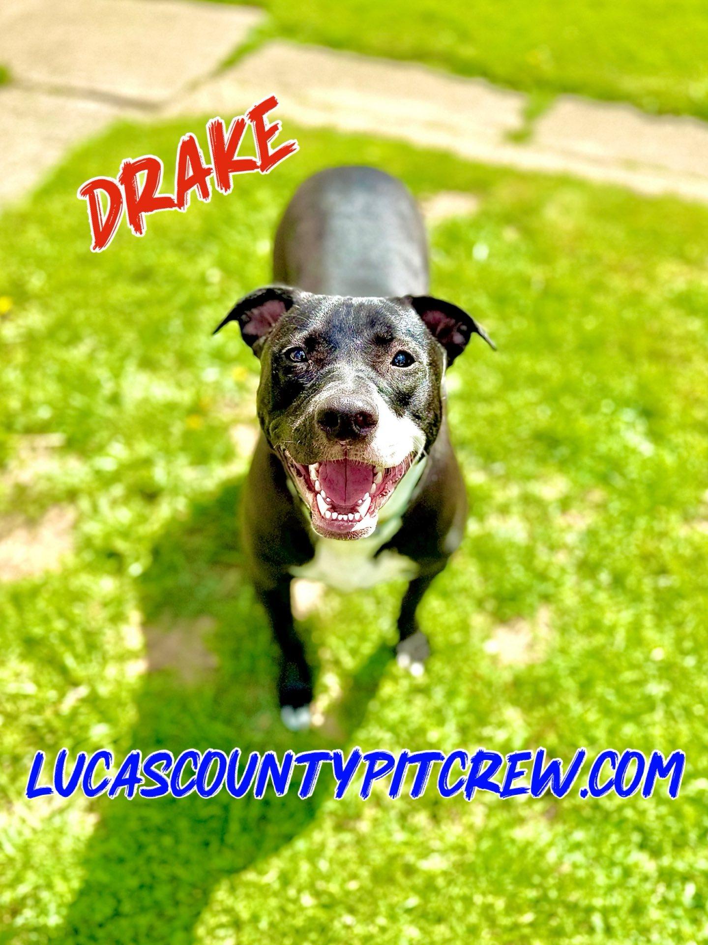 Enlarge Drake, a Adoptable mixed breed in Toledo, OH image 2/3