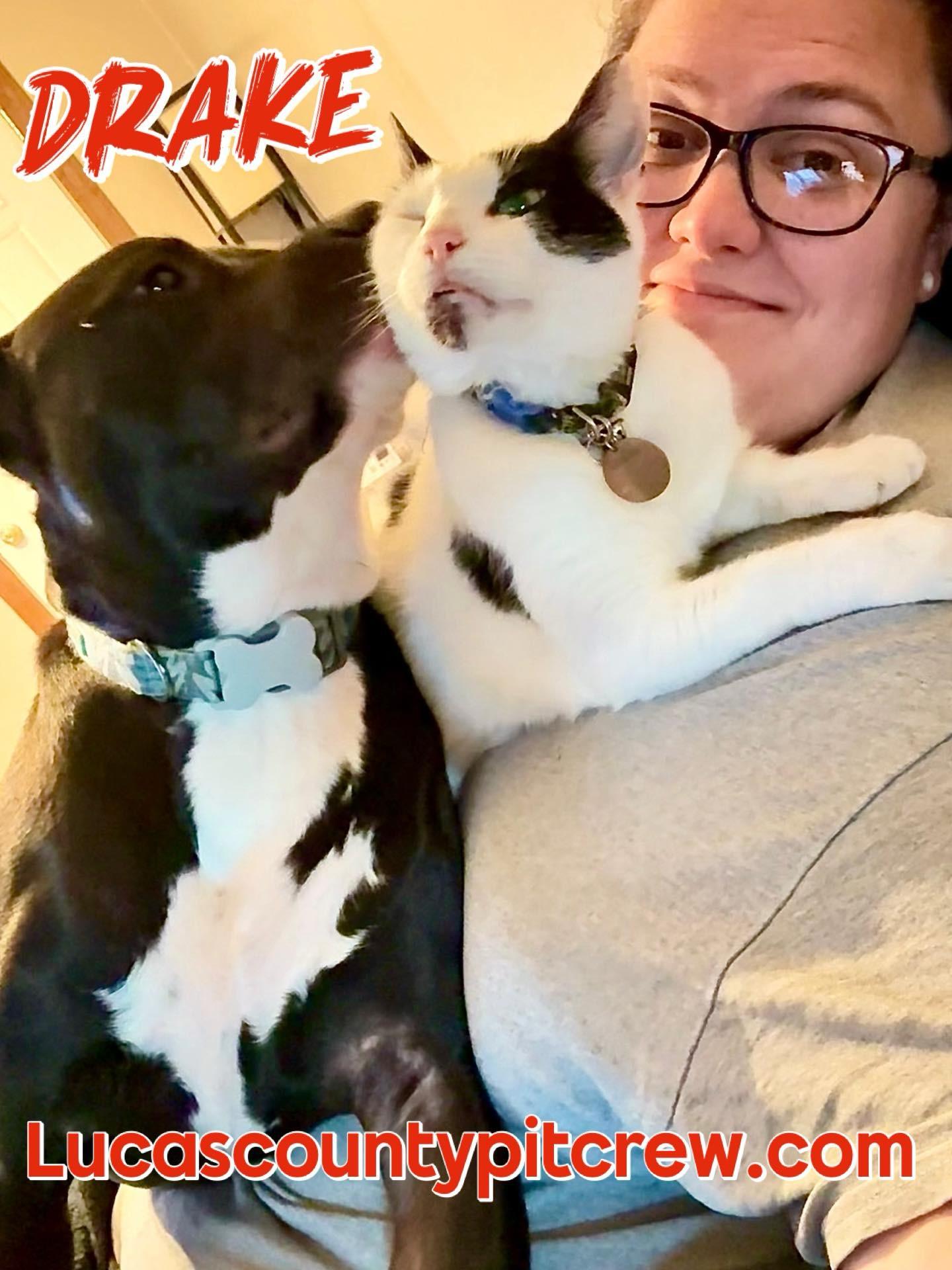 Drake, Adoptable, Young Male American Staffordshire Terrier & Black Labrador Retriever.