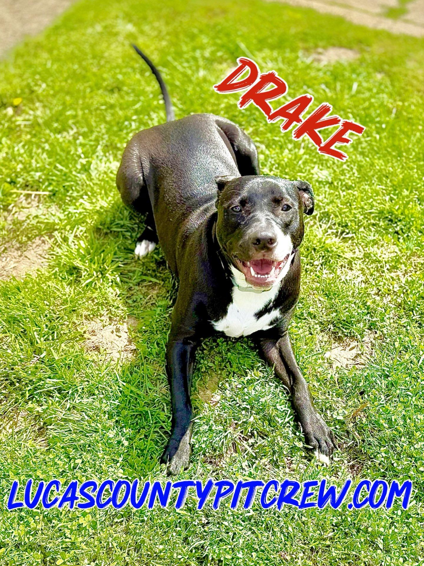 Enlarge Drake, a Adoptable mixed breed in Toledo, OH image 3/3