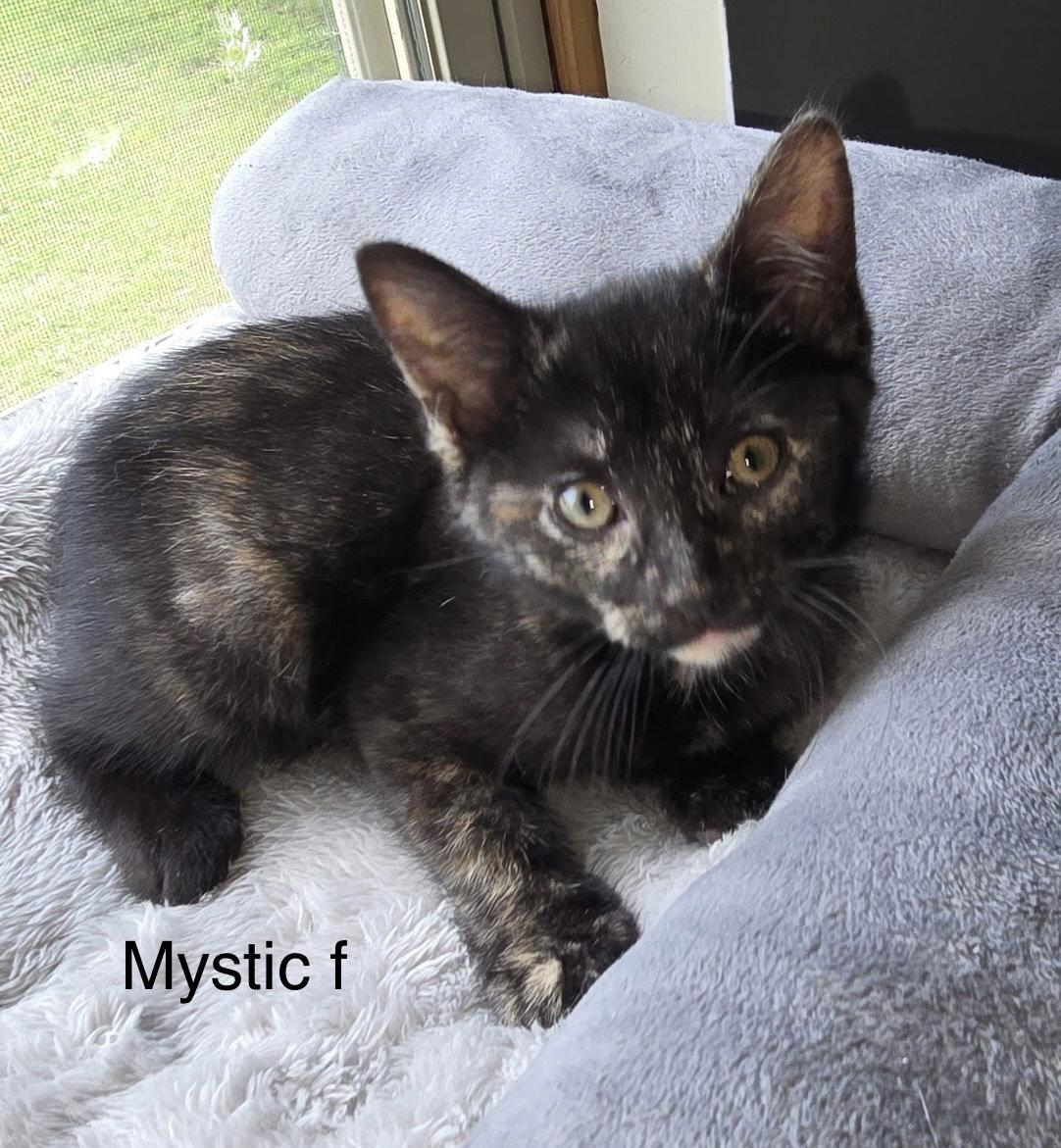 Mystique ( kf), Adopted, Young Female Domestic Short Hair.