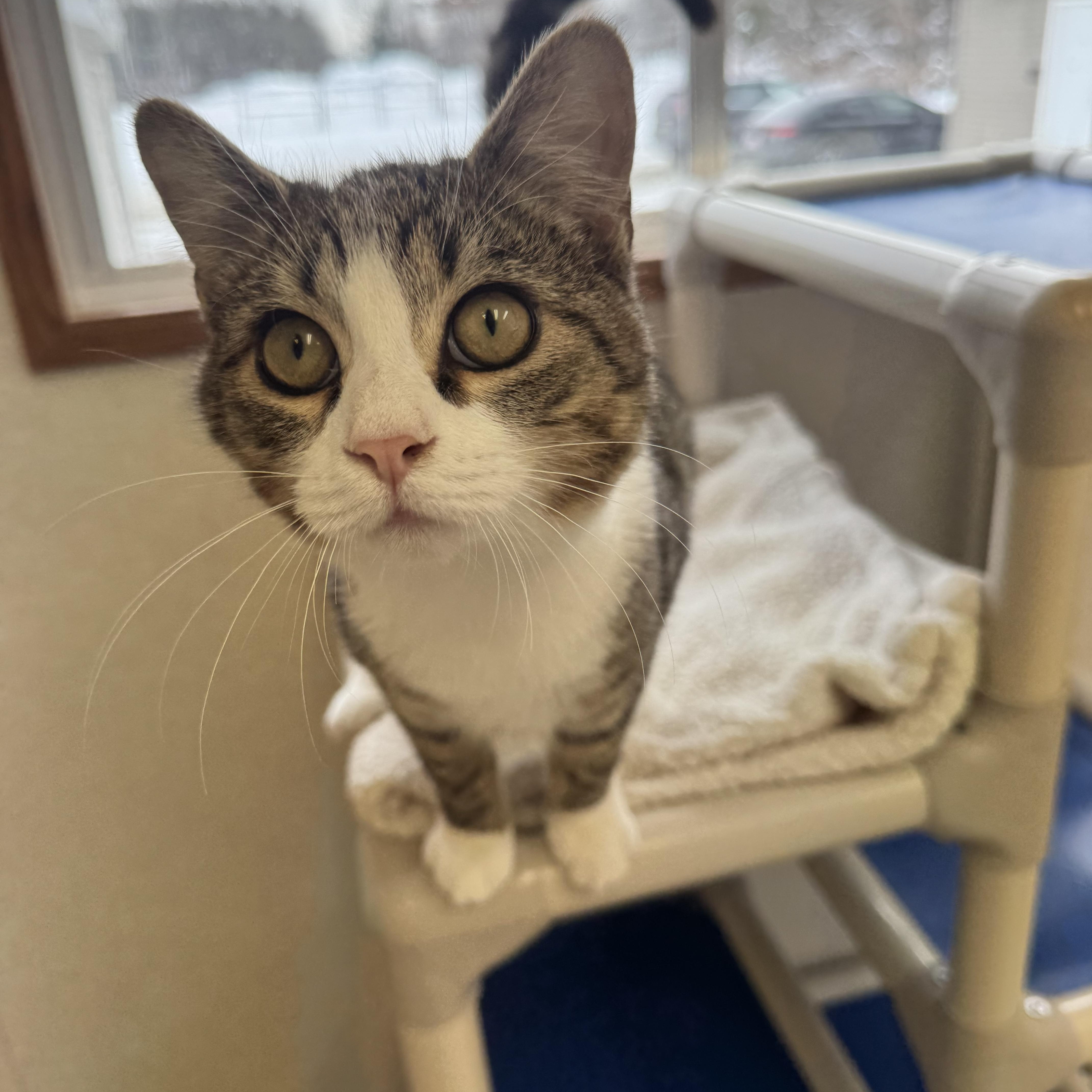 Cody, ADOPTABLE, Kitten Male Domestic Short Hair.
