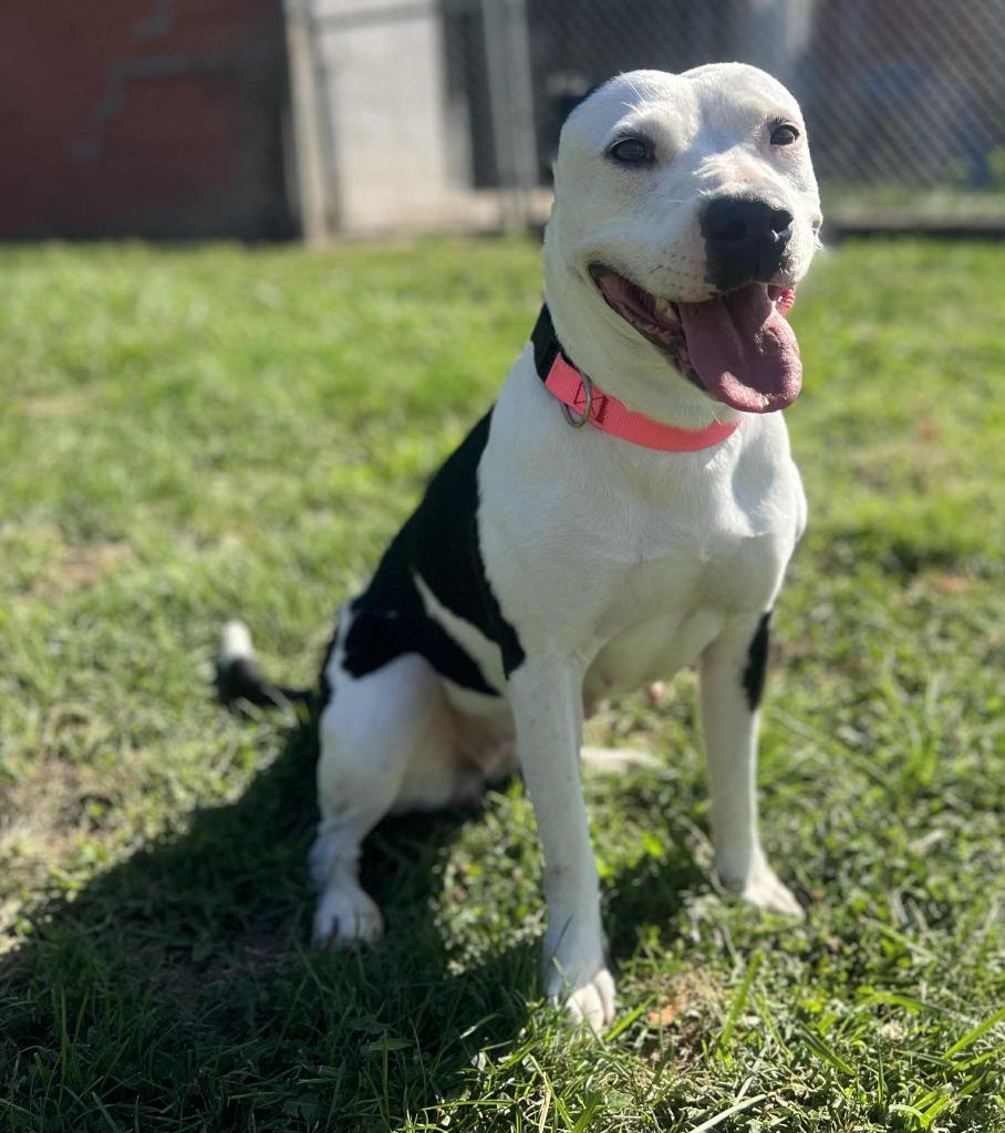 Biscuit, Adoptable, Adult Female Pit Bull Terrier.