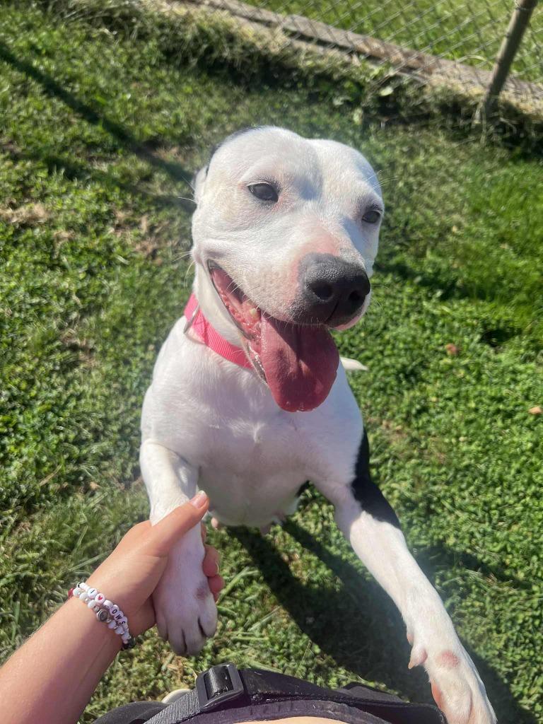 Biscuit, Adoptable, Adult Female Pit Bull Terrier.