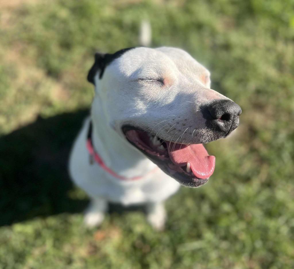 Biscuit, a Adoptable Pit Bull Terrier in Springfield, OH image 4/6