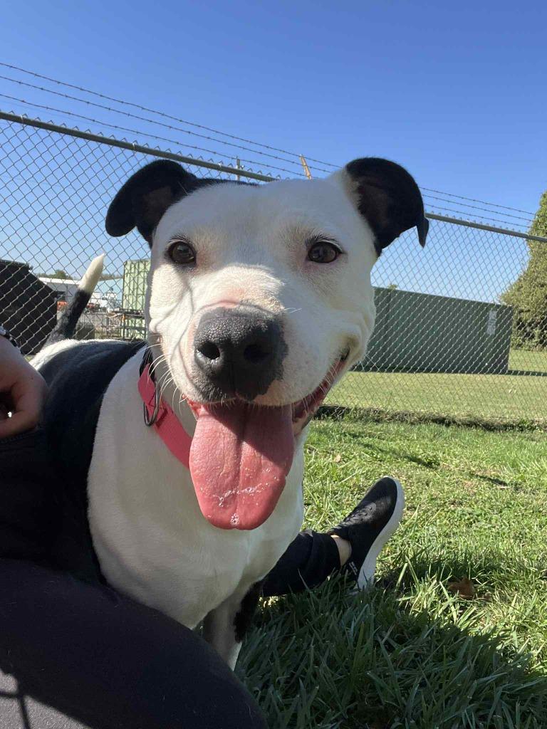 Biscuit, a Adoptable Pit Bull Terrier in Springfield, OH image 5/6