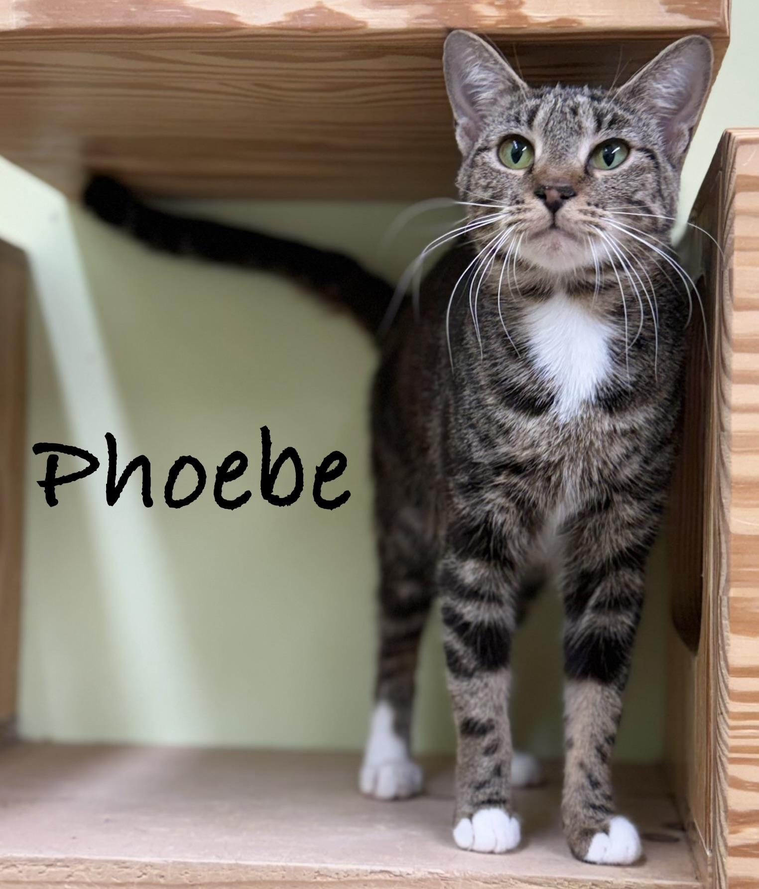 Enlarge Phoebe, a Adoptable Domestic Short Hair in Pawleys Island, SC image 1/2