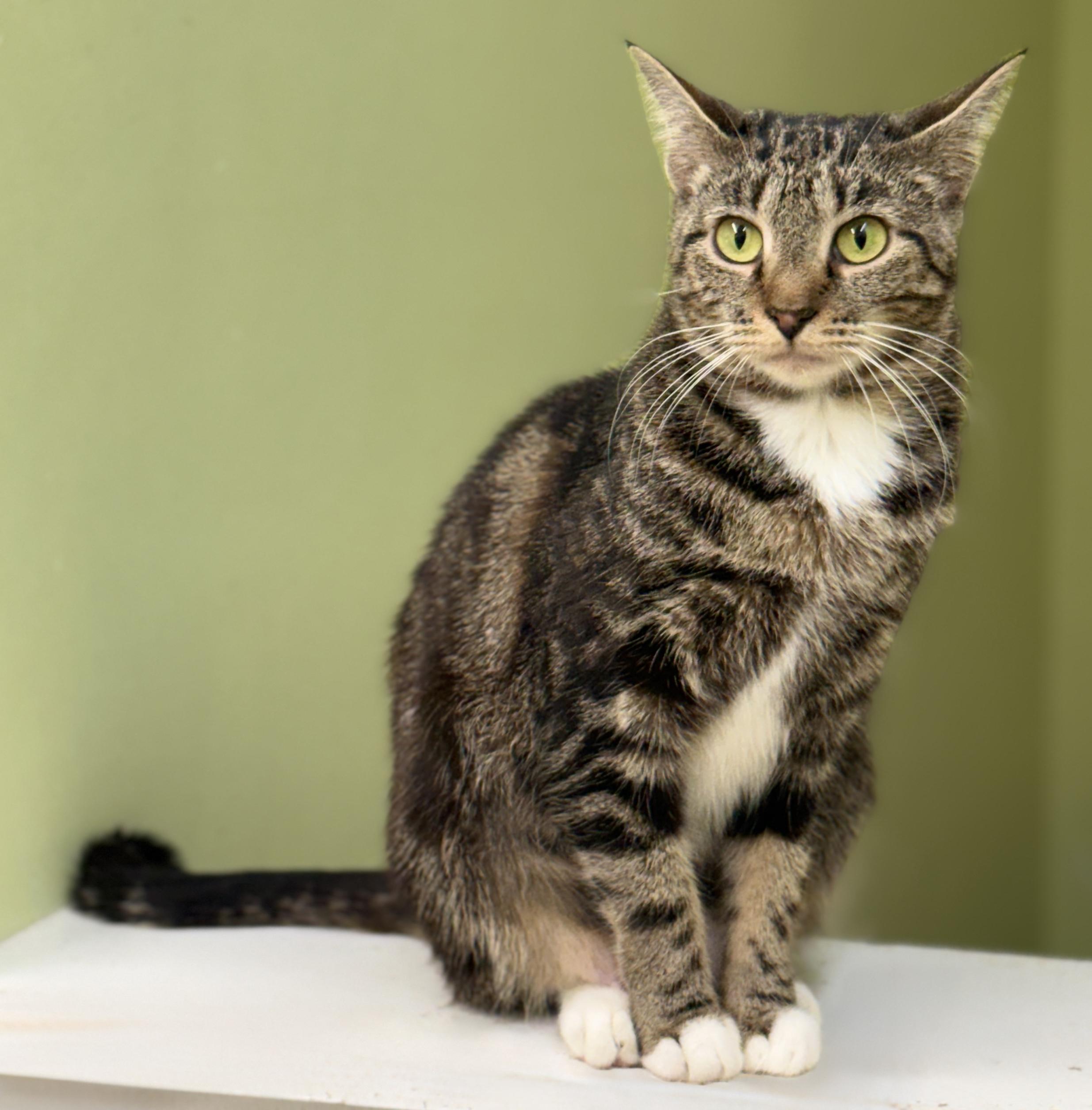 Enlarge Phoebe, a Adoptable Domestic Short Hair in Pawleys Island, SC image 2/2