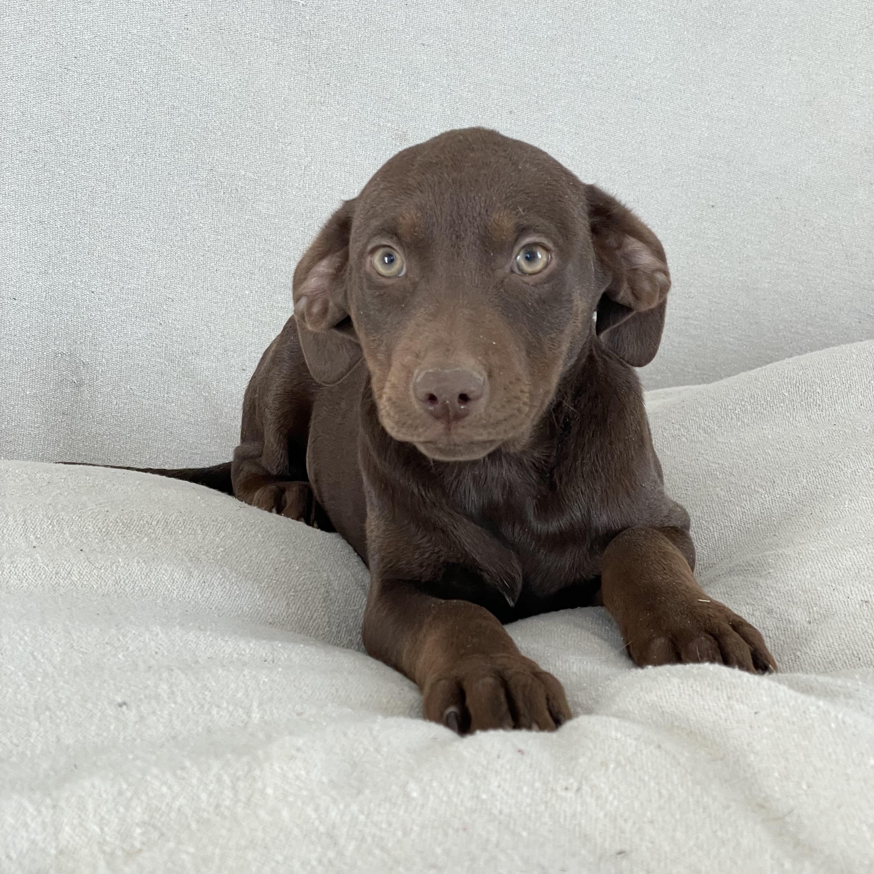 Cuddly Cotulla thumbnail 2