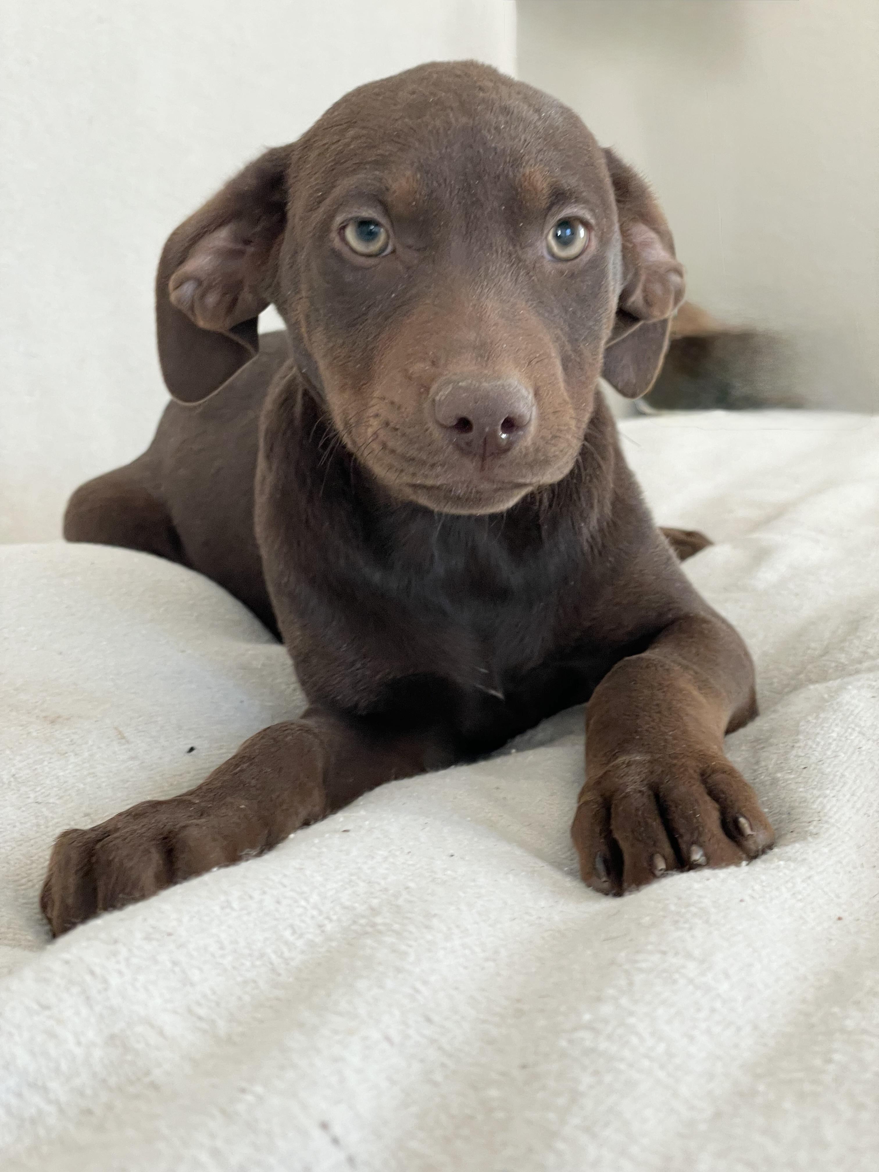 Cuddly Cotulla thumbnail 3