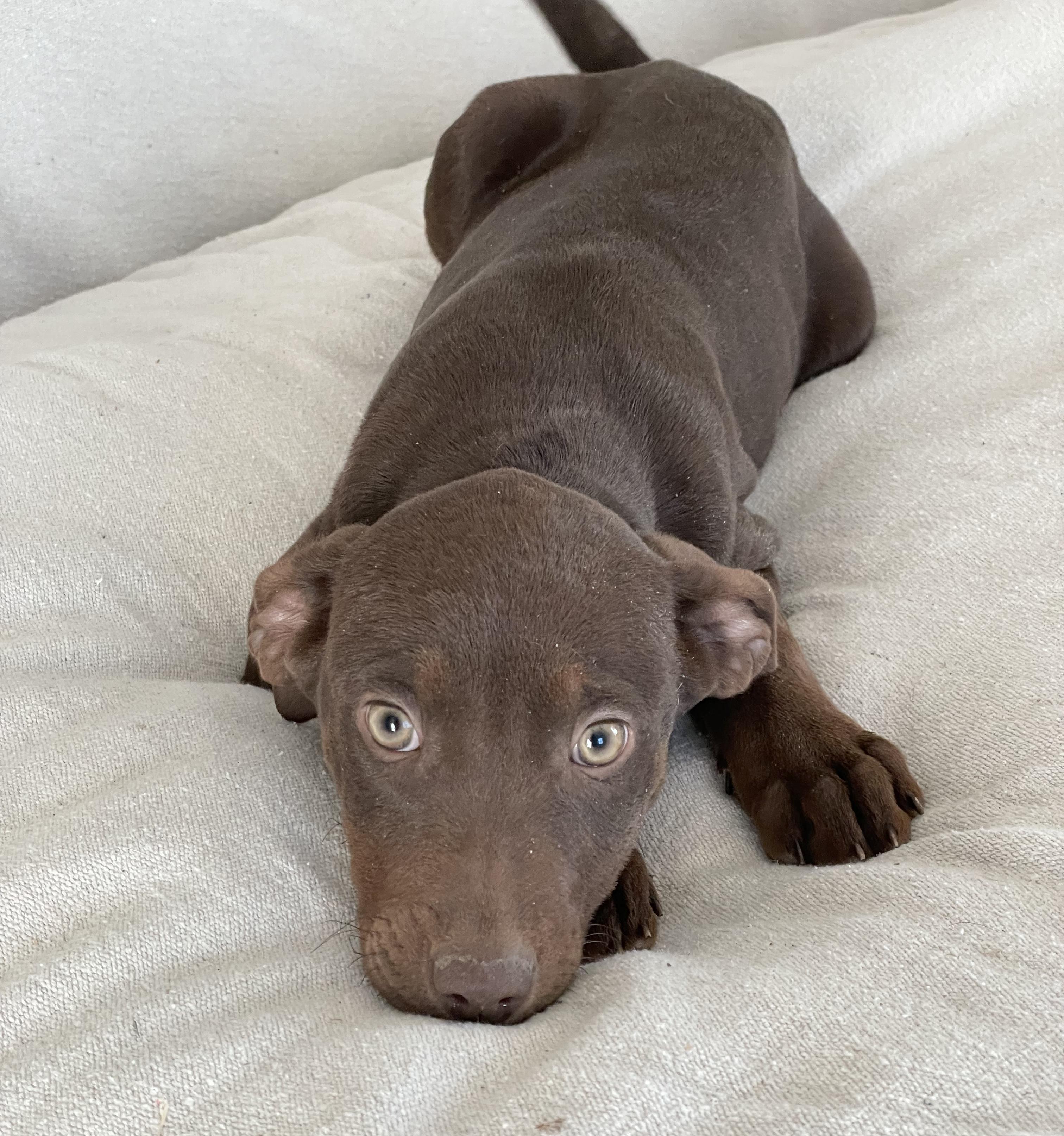 Cuddly Cotulla thumbnail 4