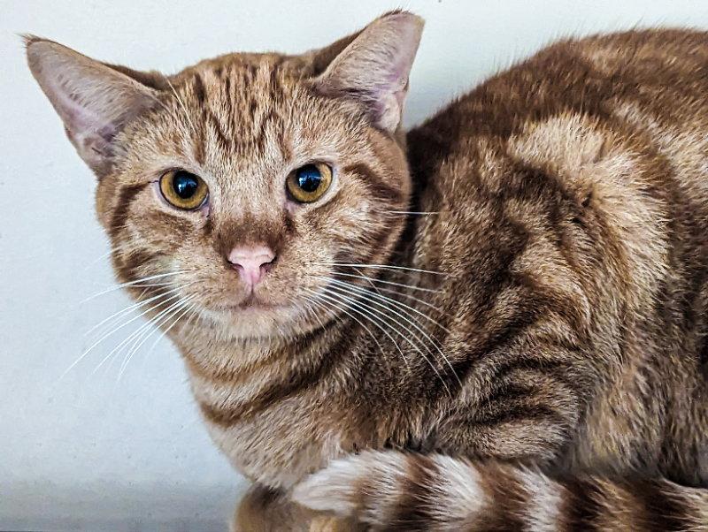 Avery, Adopted, Young Male Domestic Short Hair & Tiger.