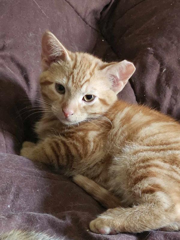 Enlarge Avery, a Adopted mixed breed in Niles, MI image 2/3