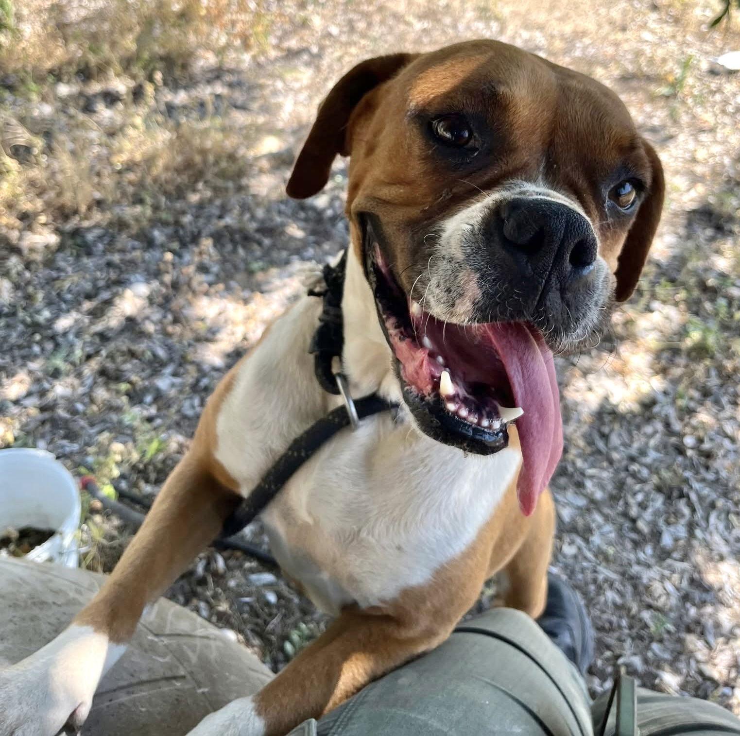 Dallas, Adopted, Adult Female Boxer.