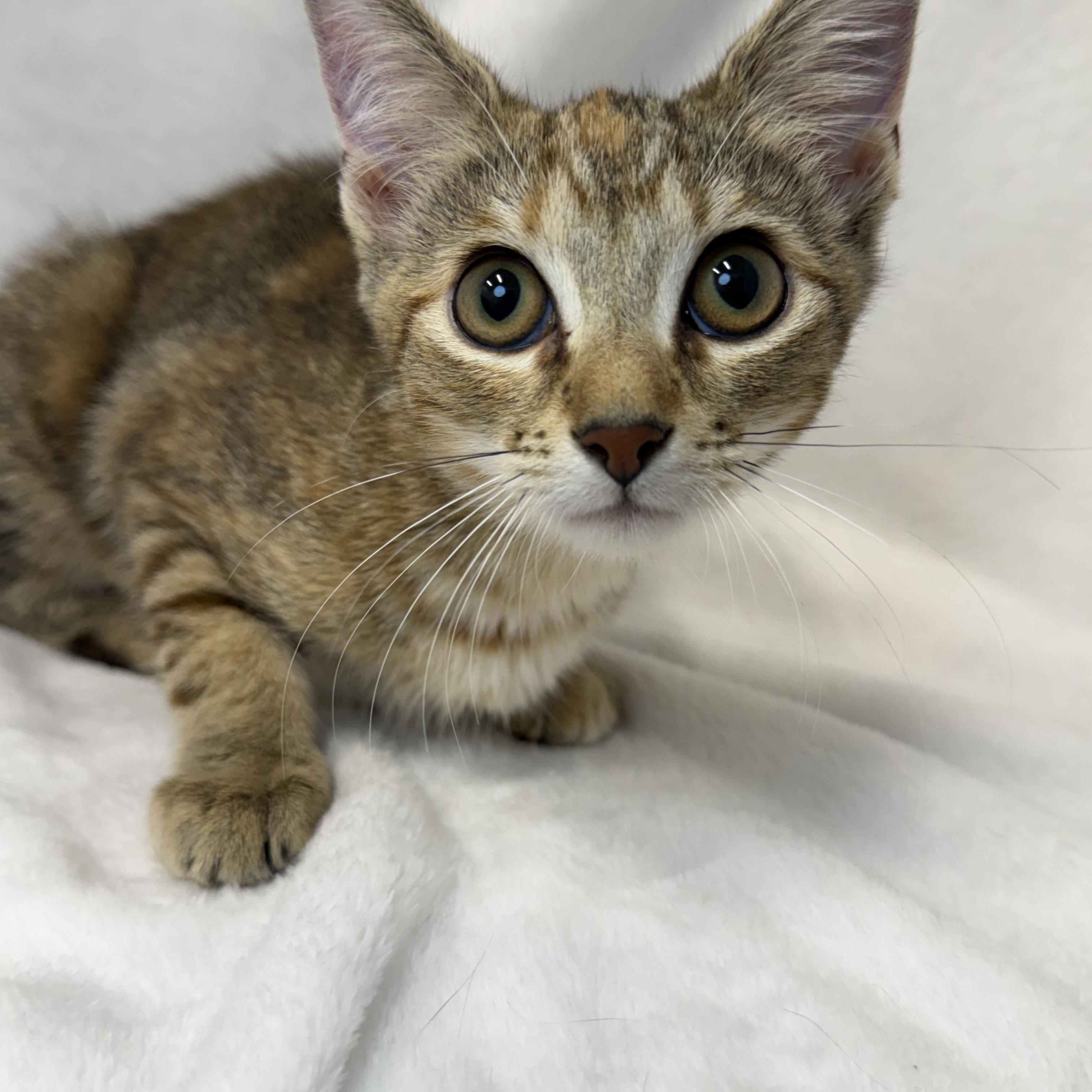 Mousse, Adoptable, Kitten Female Tabby & Domestic Medium Hair.