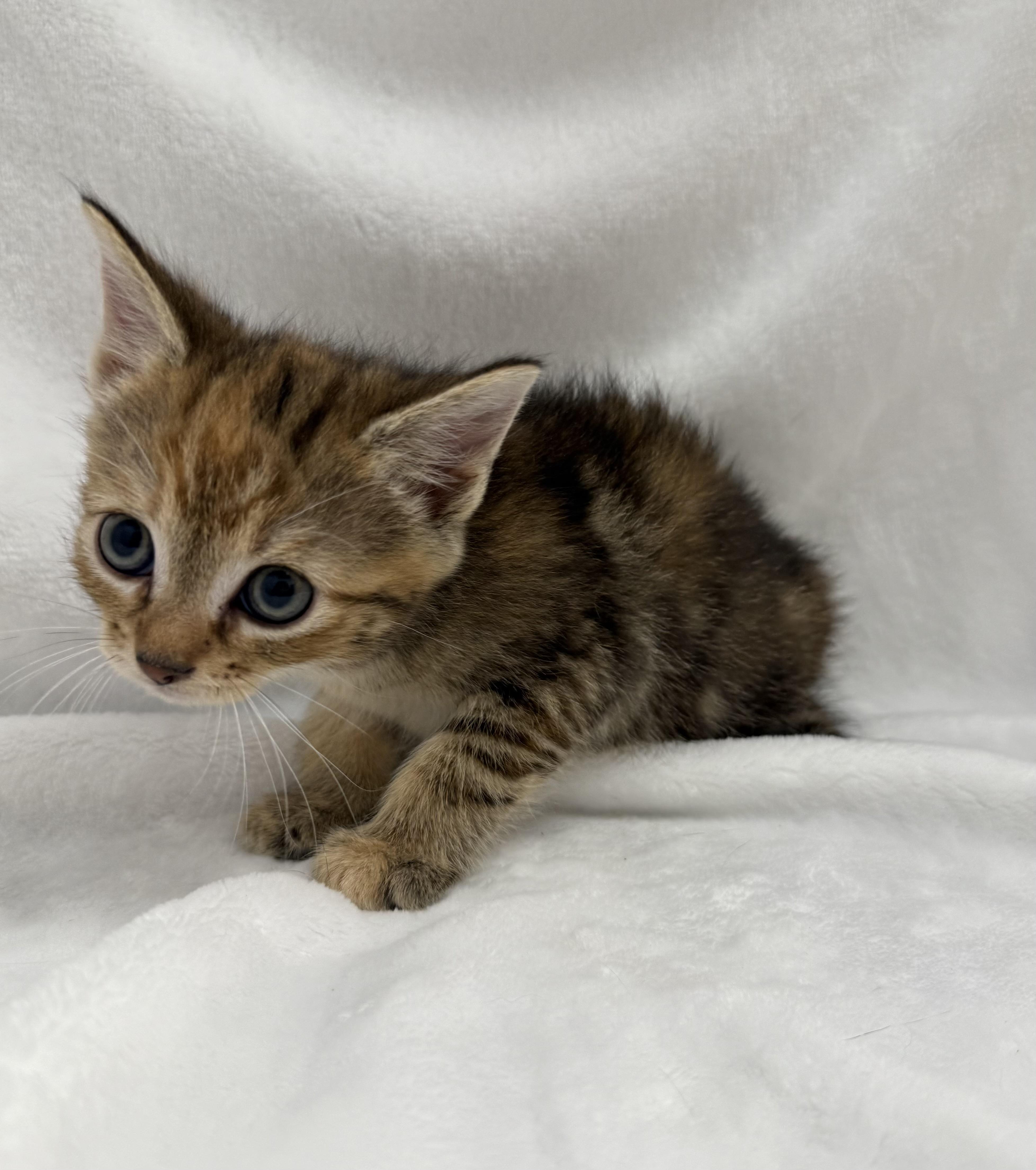Enlarge Mousse, a Adoptable mixed breed in Greensboro, NC image 6/6
