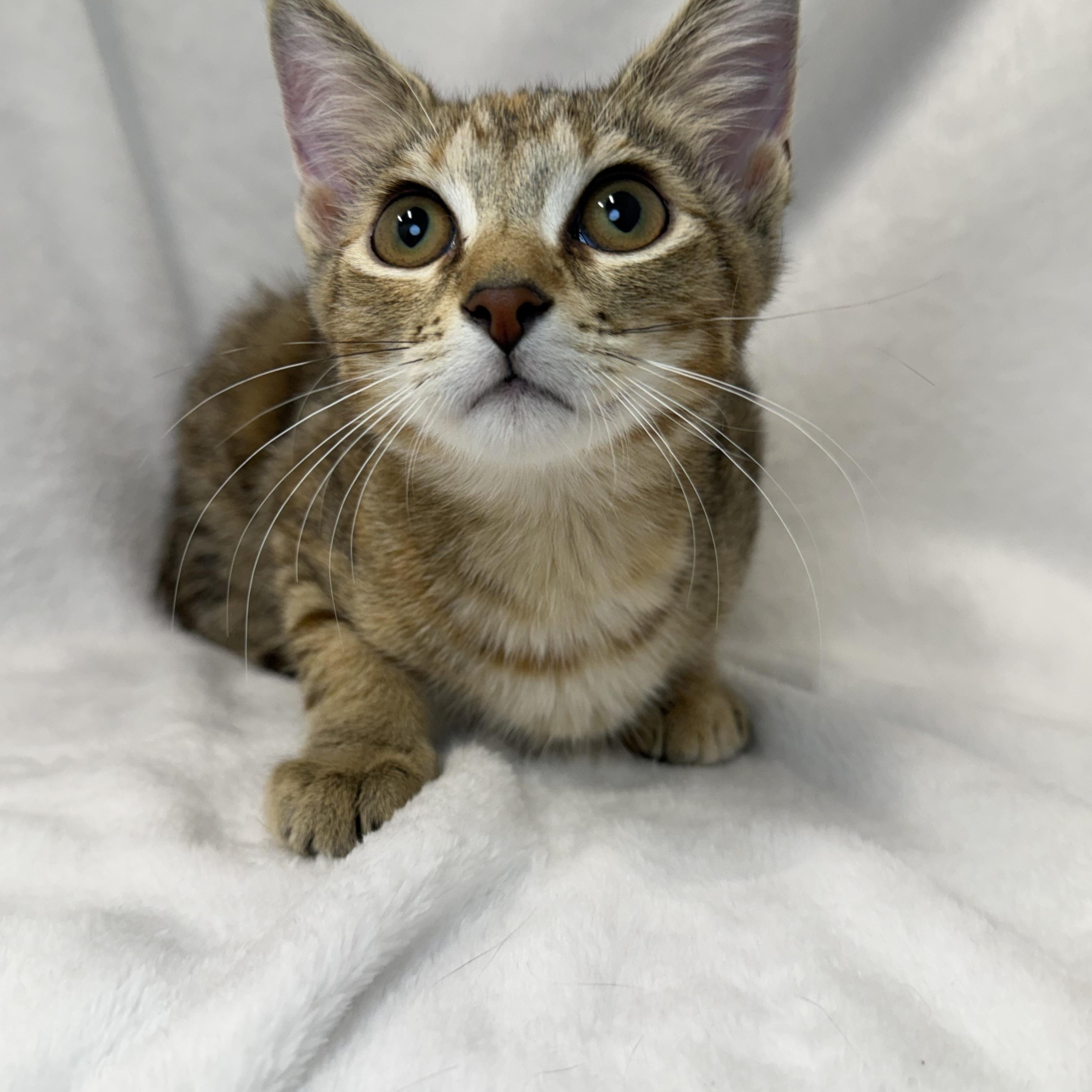Enlarge Mousse, a Adoptable mixed breed in Greensboro, NC image 2/6