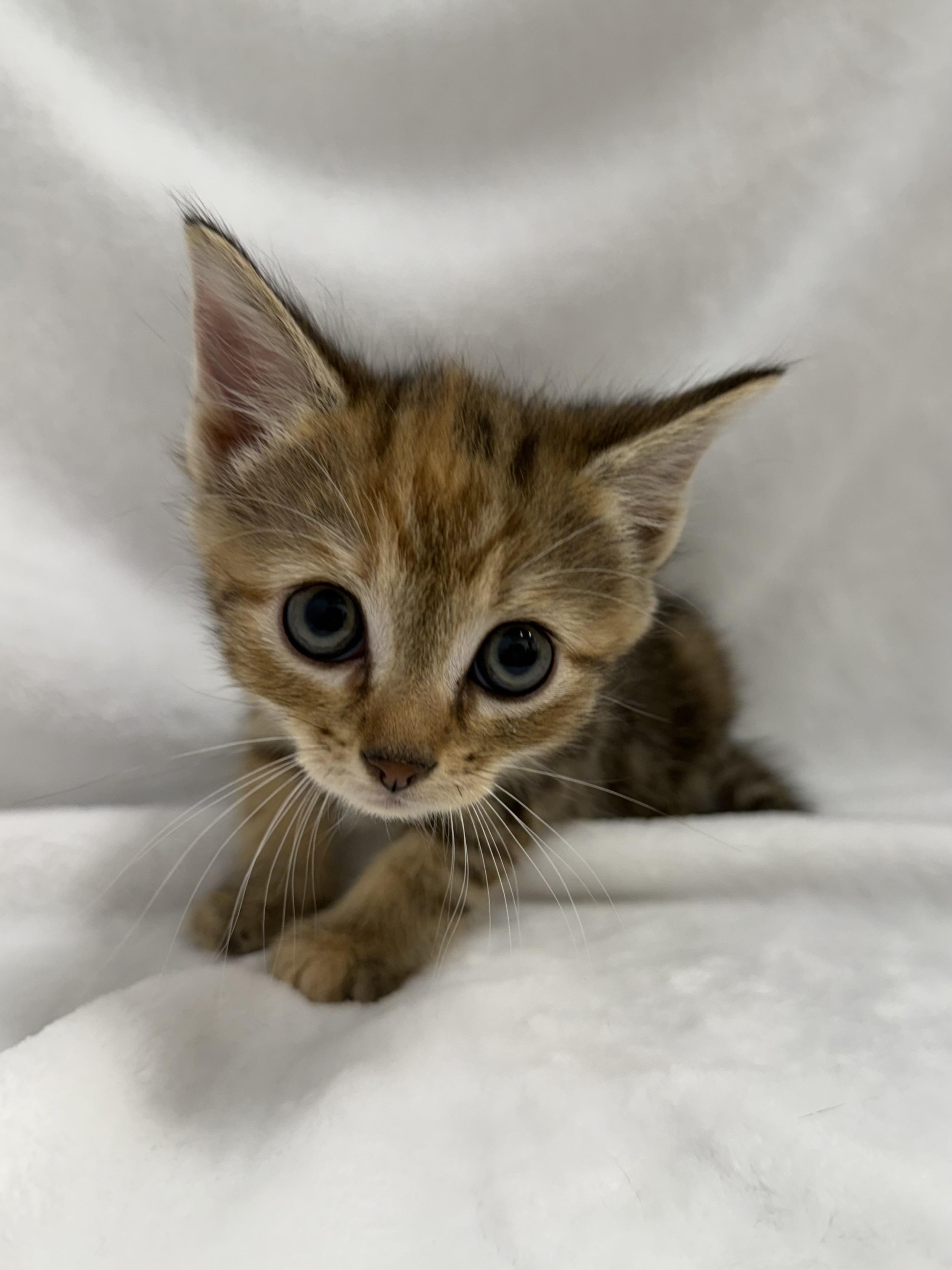 Enlarge Mousse, a Adoptable mixed breed in Greensboro, NC image 4/6
