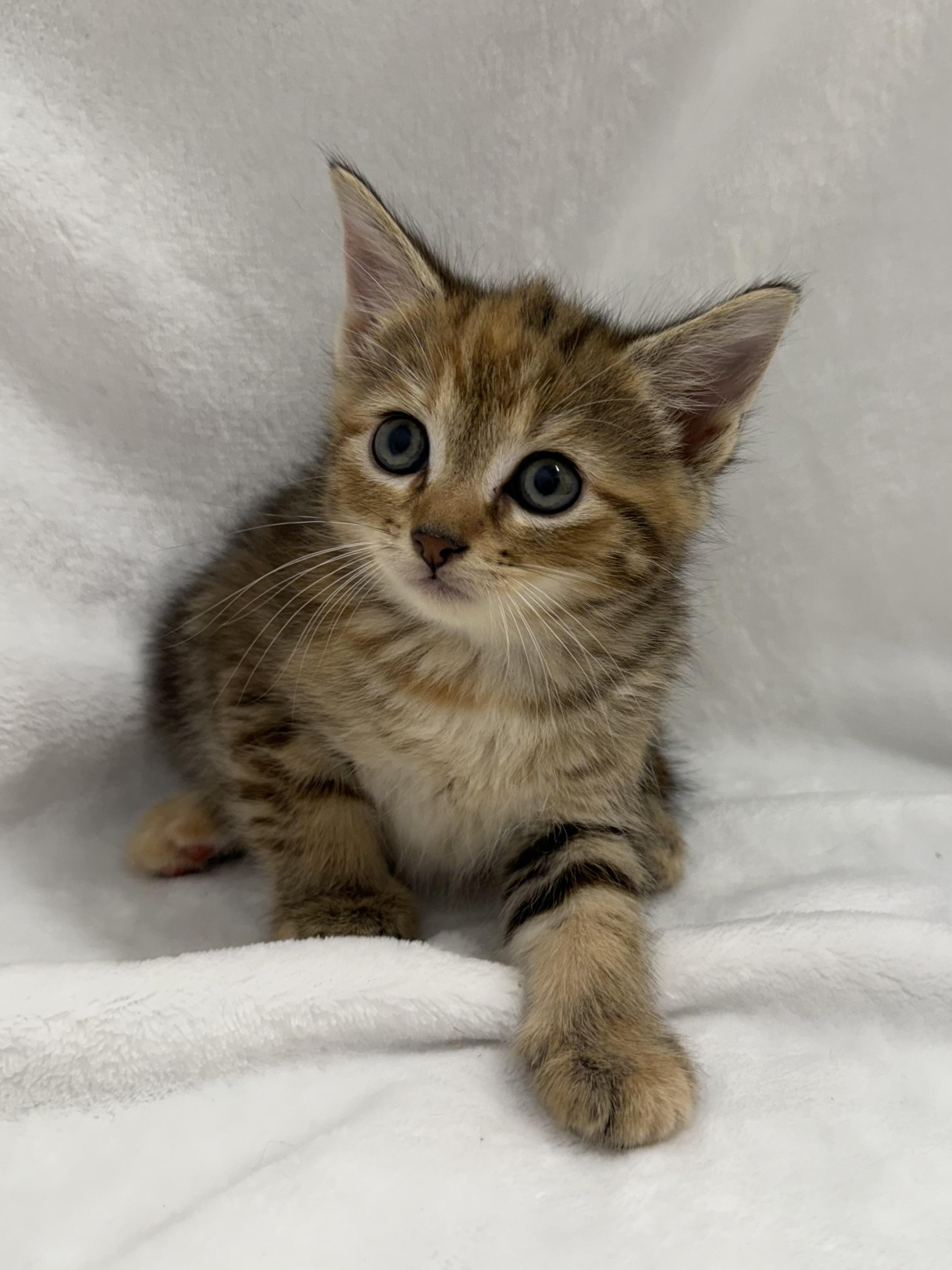 Enlarge Mousse, a Adoptable mixed breed in Greensboro, NC image 5/6