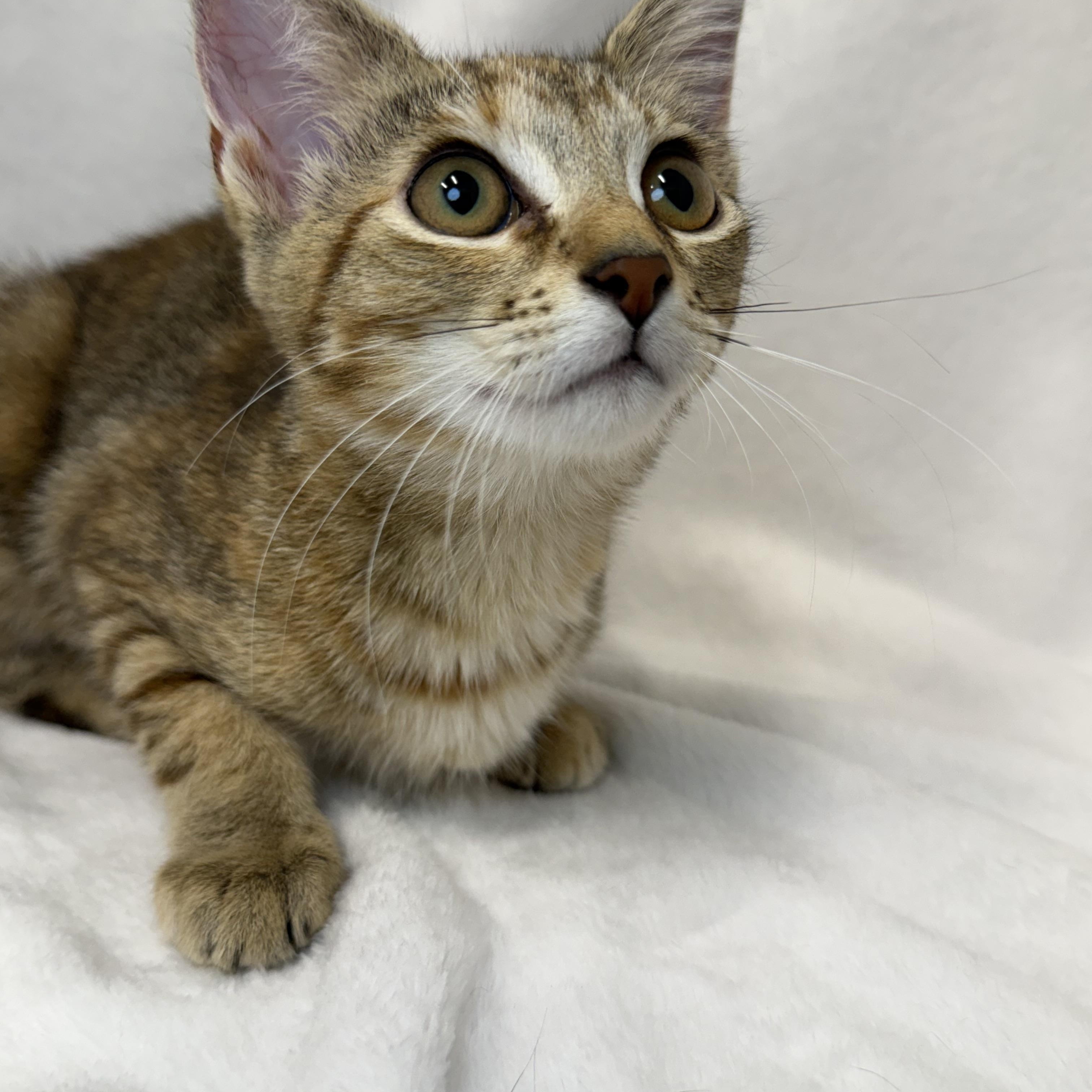 Enlarge Mousse, a Adoptable mixed breed in Greensboro, NC image 3/6