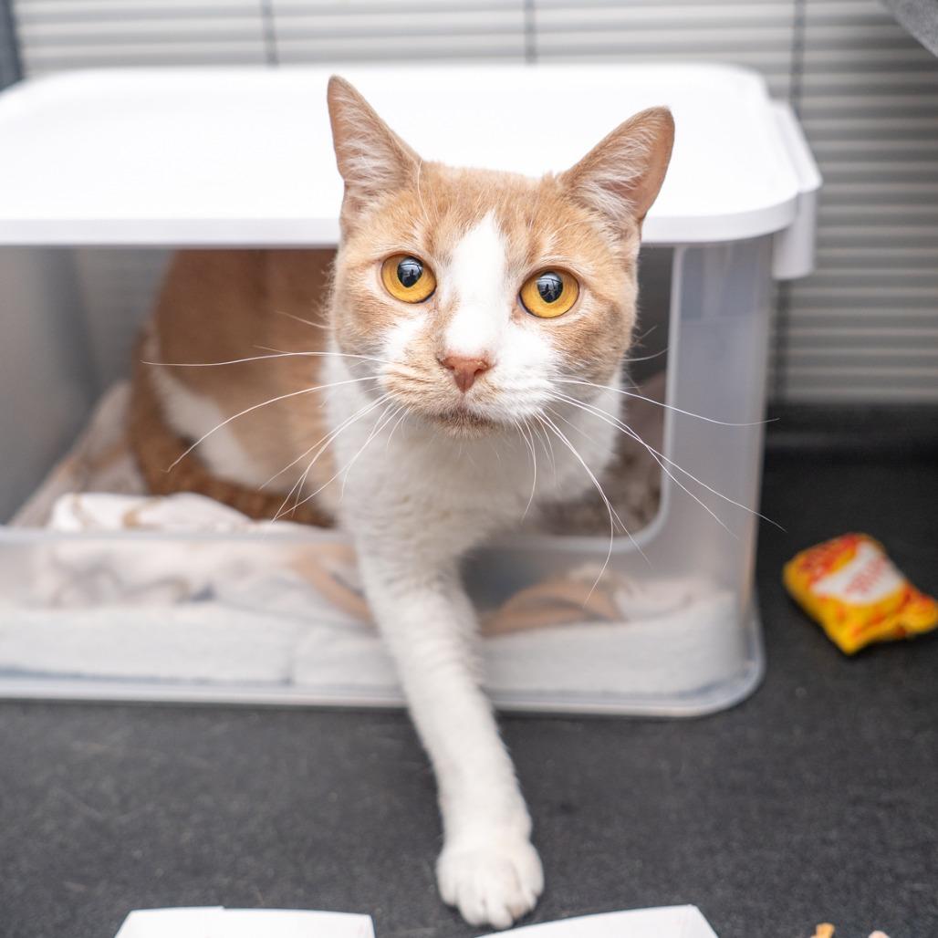 Enlarge Sunny, a Adoptable Domestic Short Hair in New York, NY image 1/2