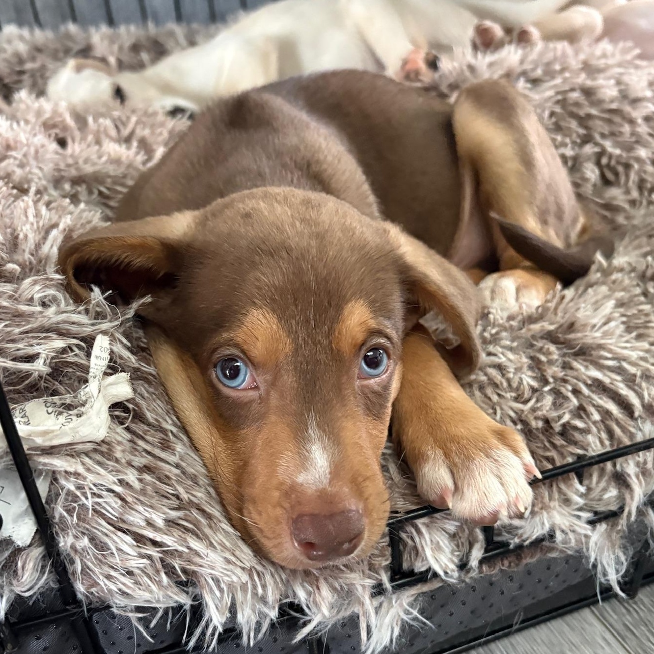 Bear, Adopted, Puppy Male Mixed Breed.