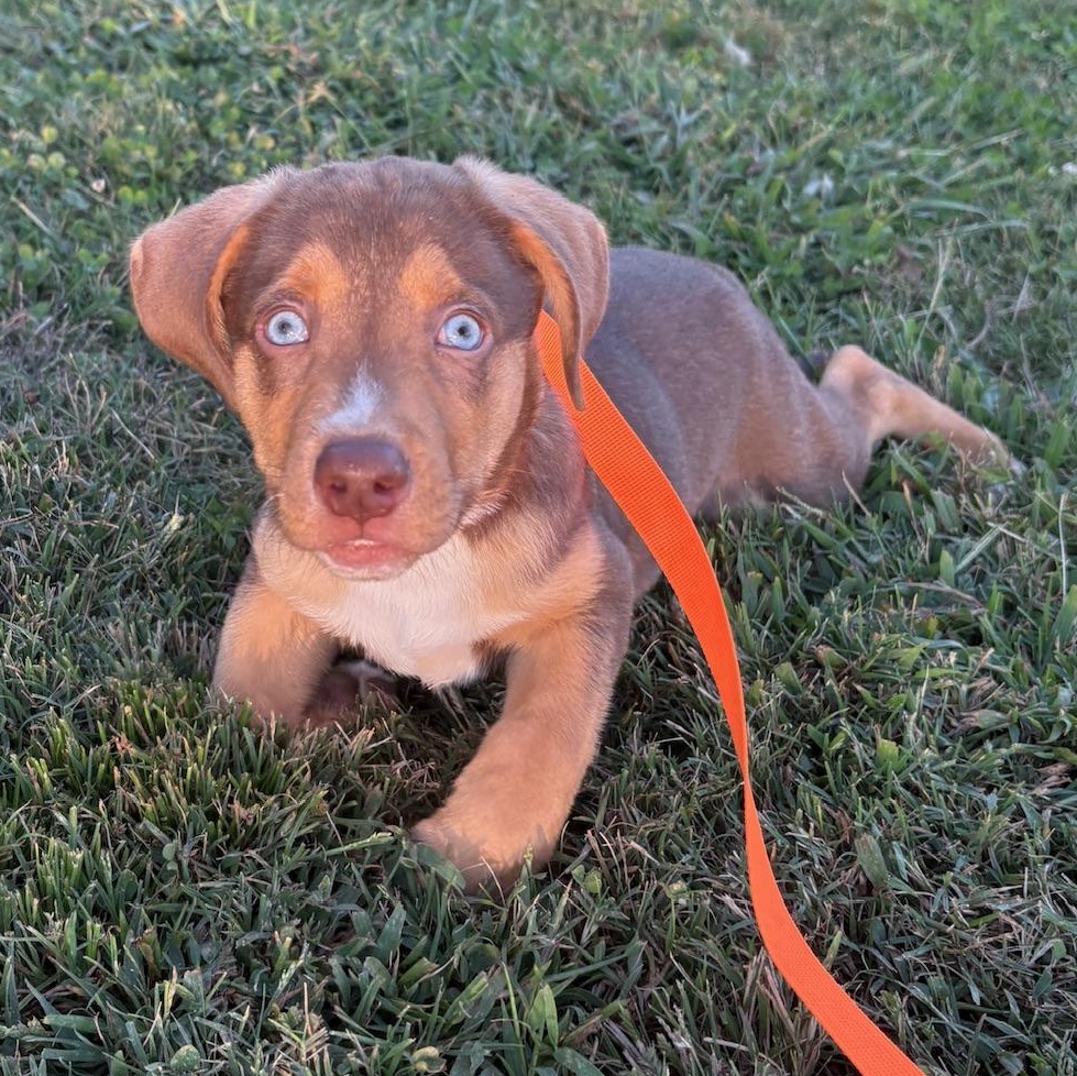 Enlarge Bear, a Adopted Mixed Breed in Charlotte, NC image 2/4