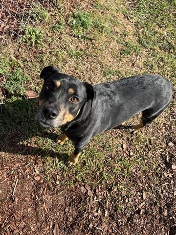 Enlarge TESLA, a Adoptable mixed breed in Panama City, FL image 1/1