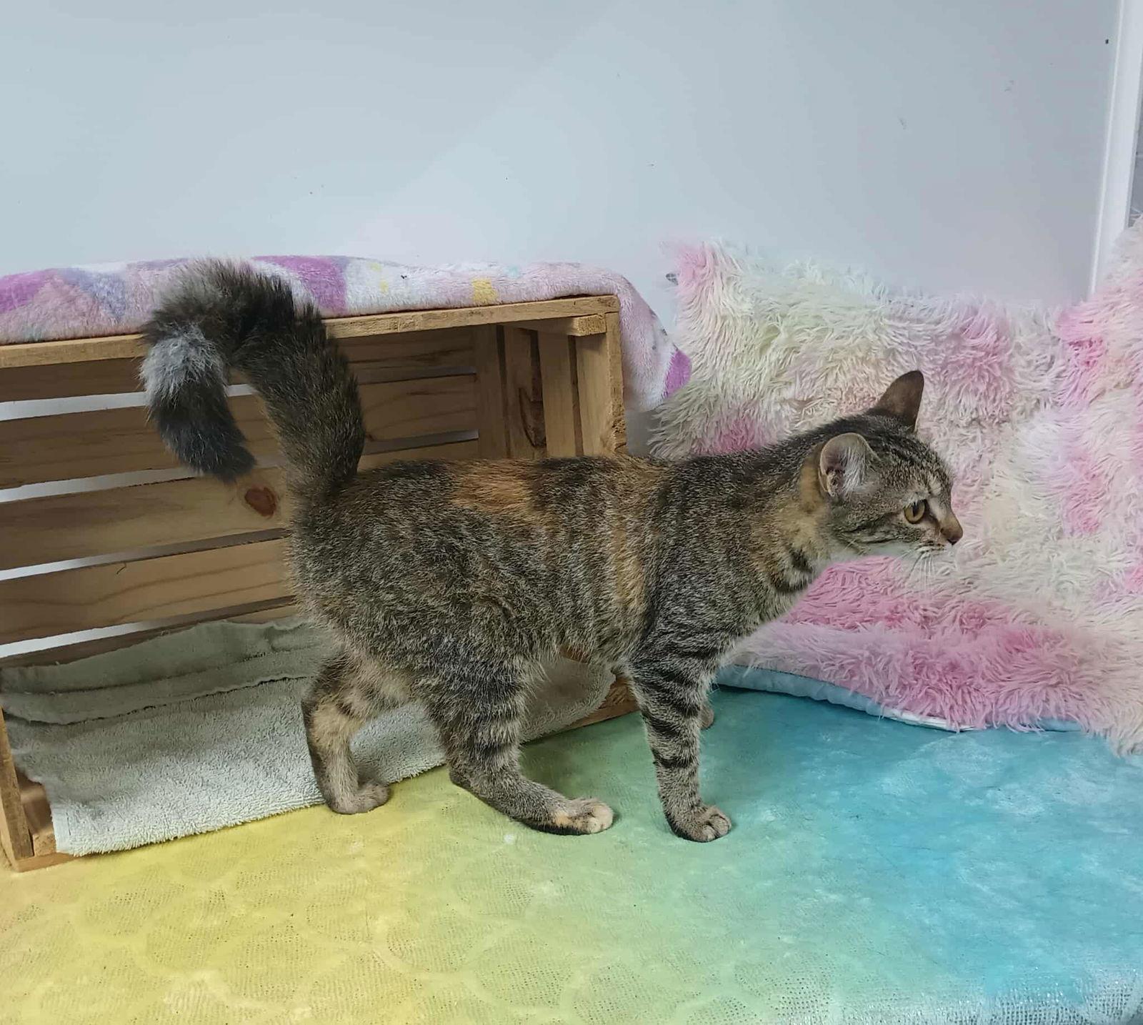 Sophie, Adoptable, Young Female Tabby & Domestic Short Hair.