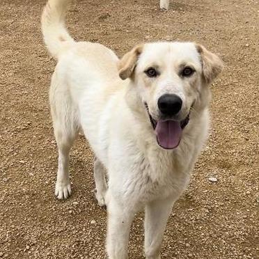 Lawrence, Adoptable, Adult Male Mixed Breed.