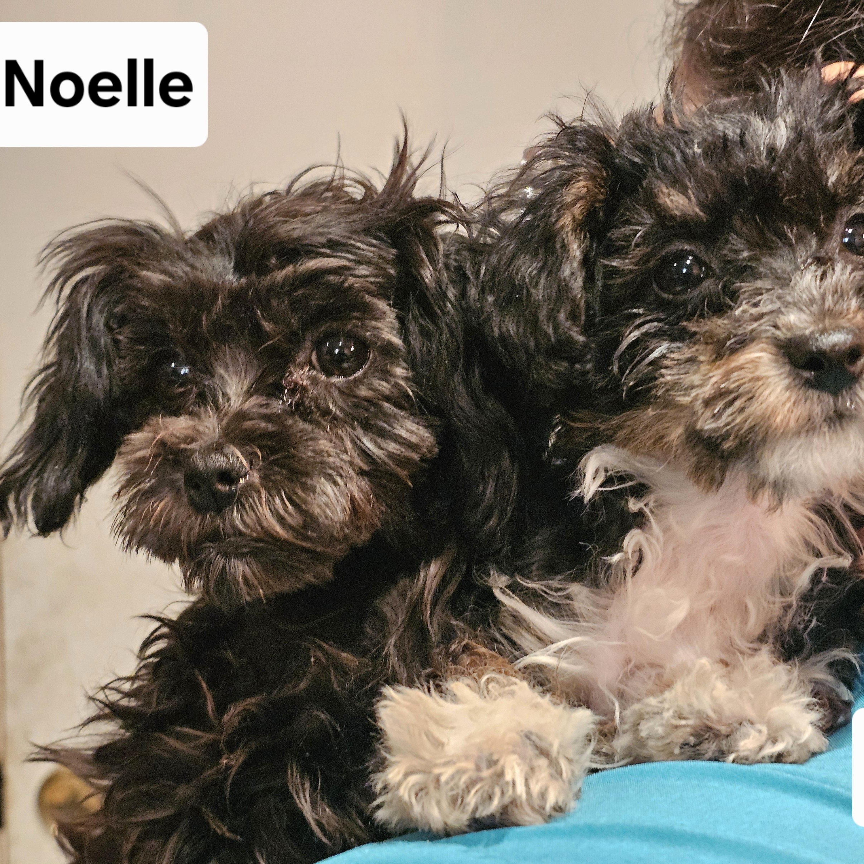 Enlarge Noelle, a ADOPTABLE mixed breed in Salinas, CA image 2/3